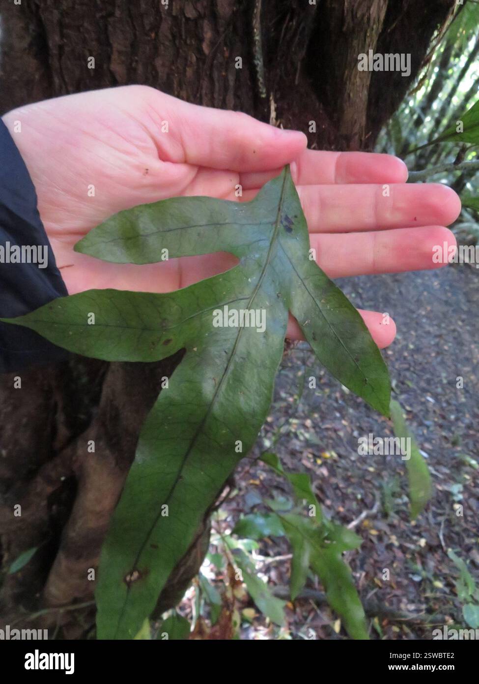 Fougère à langue de chien courant (Microsorum pustulatum), Plantae, lac Rotopounamu Banque D'Images