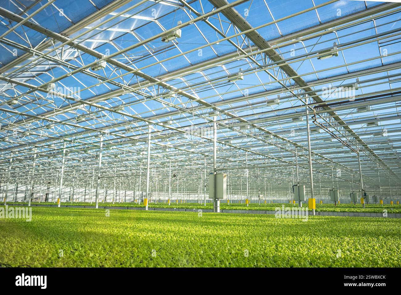 Légume, laitue dans une serre intelligente avec irrigation automatisée, contrôle climatique. Agro-industrie. Banque D'Images