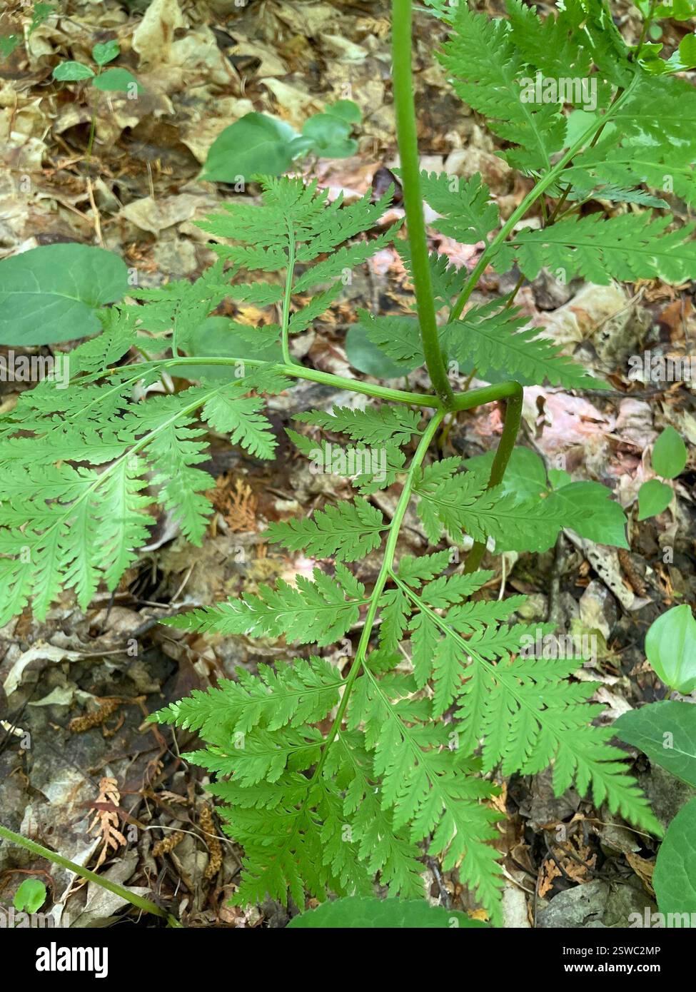 Fougère à sonnette (Botrypus virginianus), Plantae, Bruce Trail, South Bruce Peninsula, ONTARIO, ENV Banque D'Images
