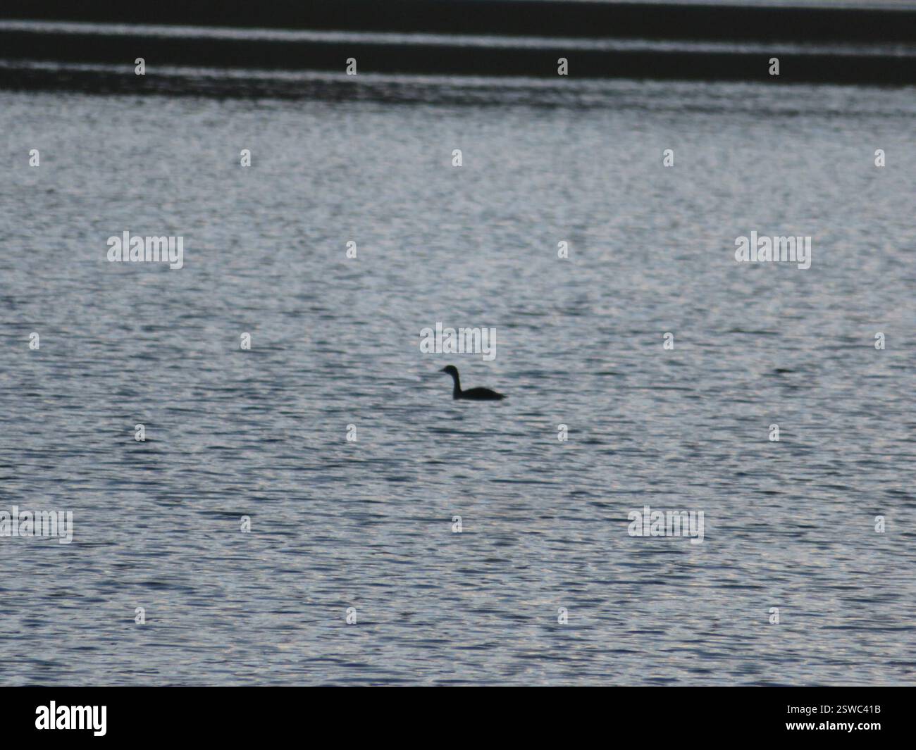 Nouvelle-Zélande Grebe (Poliocephalus rufopectus), Aves, lac Rotopounamu Banque D'Images