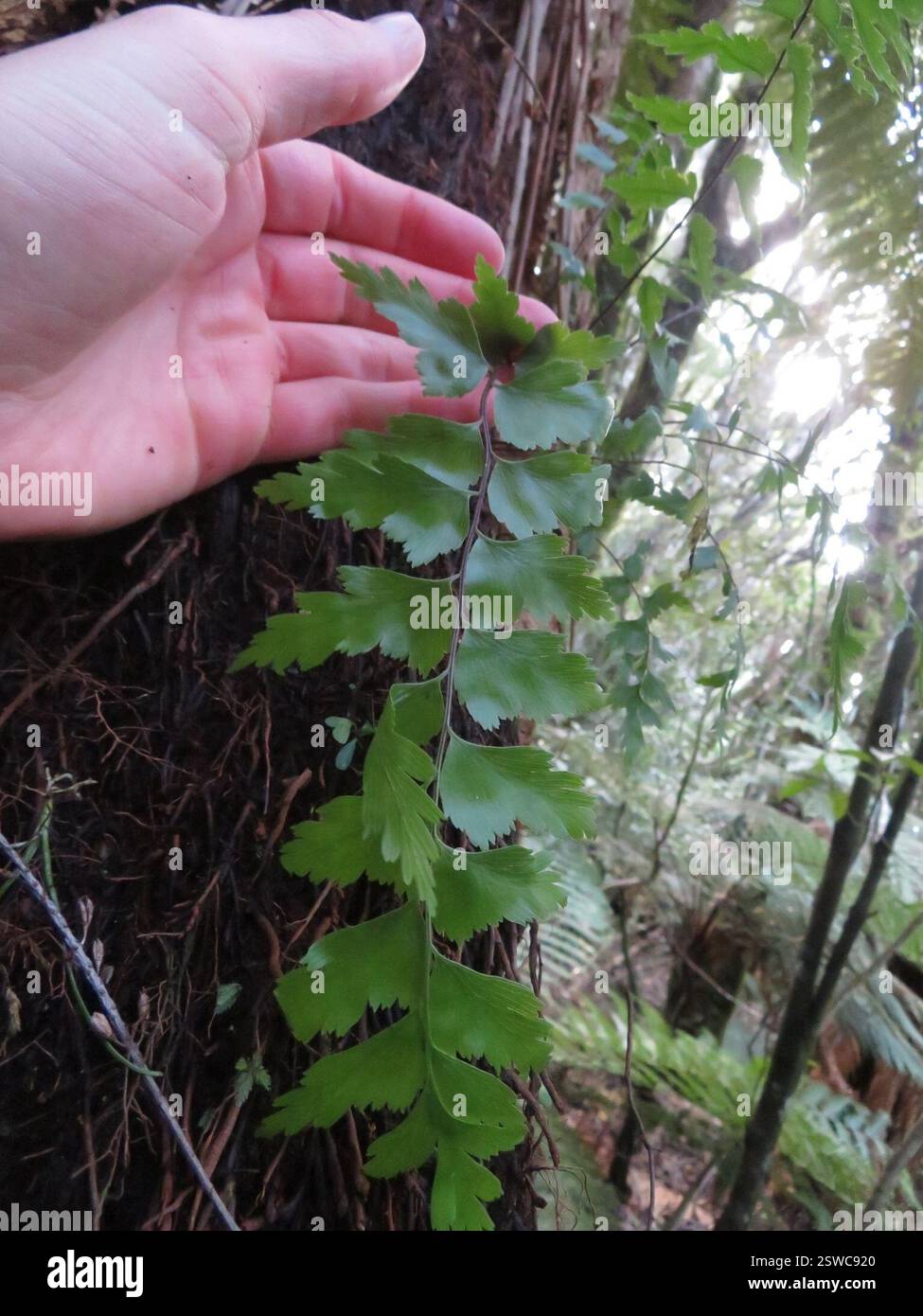 Fougère à queue de jument (Asplenium polyodon), Plantae, lac Rotopounamu Banque D'Images