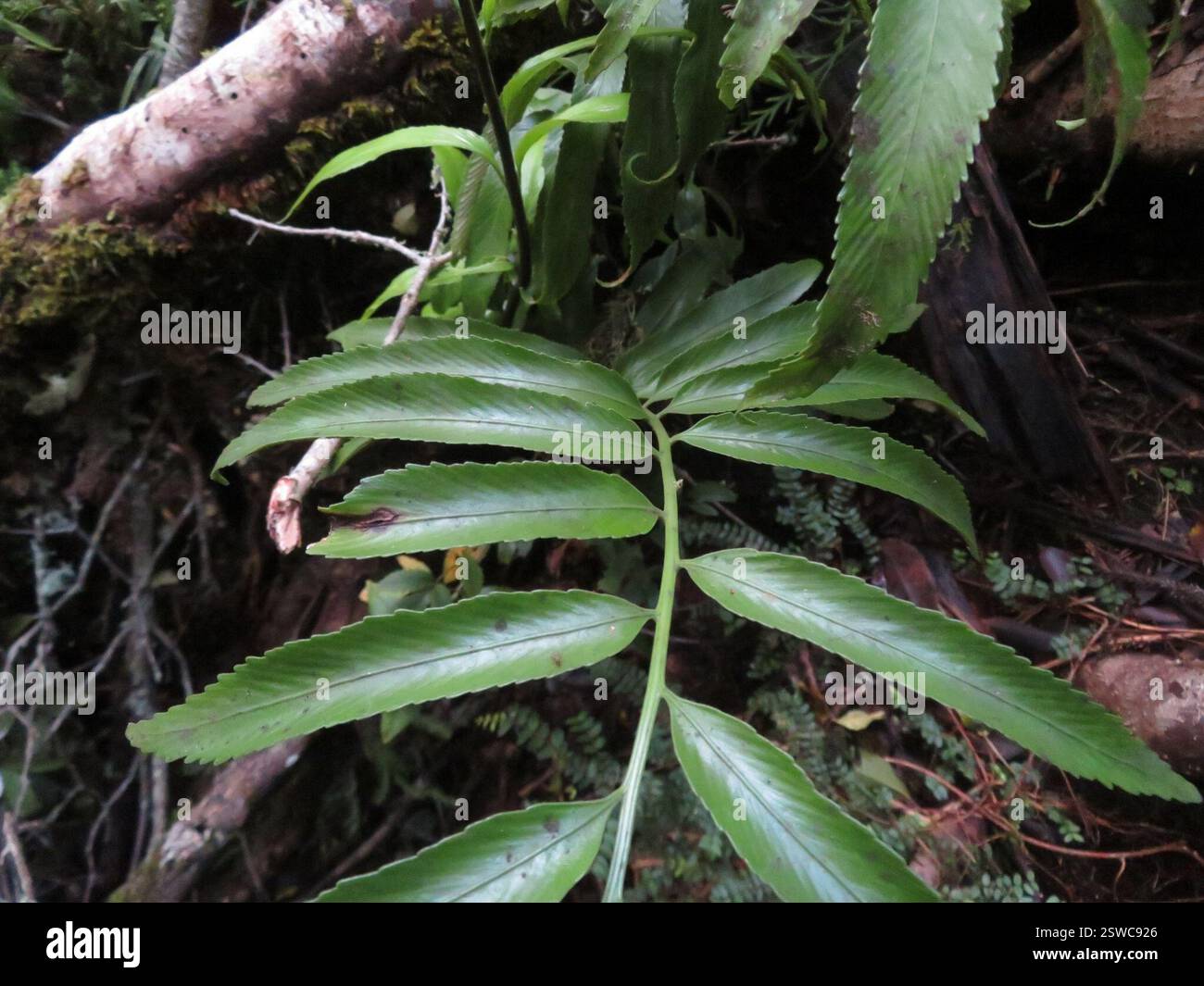 Spleenwort brillant (Asplenium oblongifolium), Plantae, lac Rotopounamu Banque D'Images