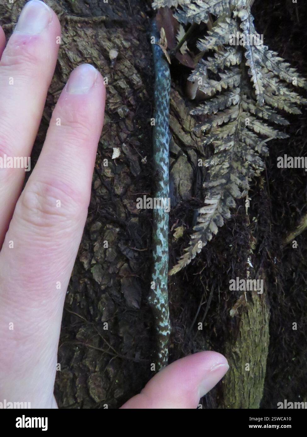 Fougère à langue de chien courant (Microsorum pustulatum), Plantae, lac Rotopounamu Banque D'Images
