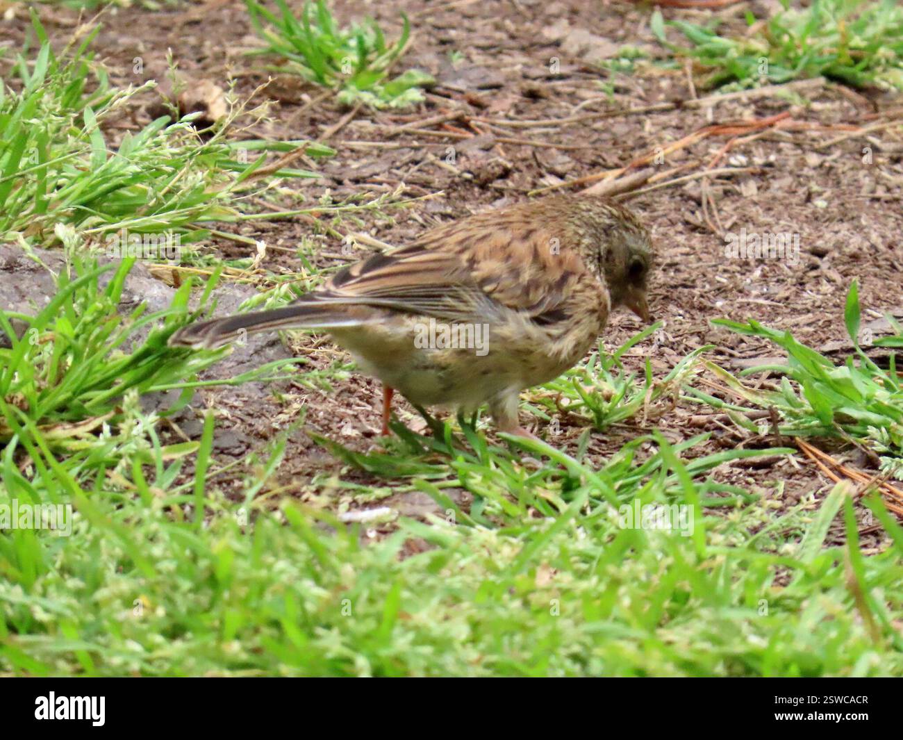 Junco aux yeux foncés (Junco hyemalis), Aves, réserve naturelle d'État de point Lobos, Carmel, CA, US, Junco juvénile a encore d'épaisses lèvres de bébé. La dernière photo le montre avec un mâle adulte. Juncos aux yeux foncés sont des résidents toute l'année dans les forêts de pins de Monterey et les forêts de chênes. Junco aux yeux foncés (Junco hyemalis) est un oiseau migrateur chanteur de la famille des moineaux du Nouveau monde (Passerellidae). Junco aux yeux foncés est l'un des oiseaux les plus communs dans les forêts et les forêts nord-américaines et peut être trouvé sur tout le continent, de l'Alaska au Mexique, de la Californie à New York. Il existe de nombreuses sous-espèces. Il a les yeux foncés, un pinki Banque D'Images