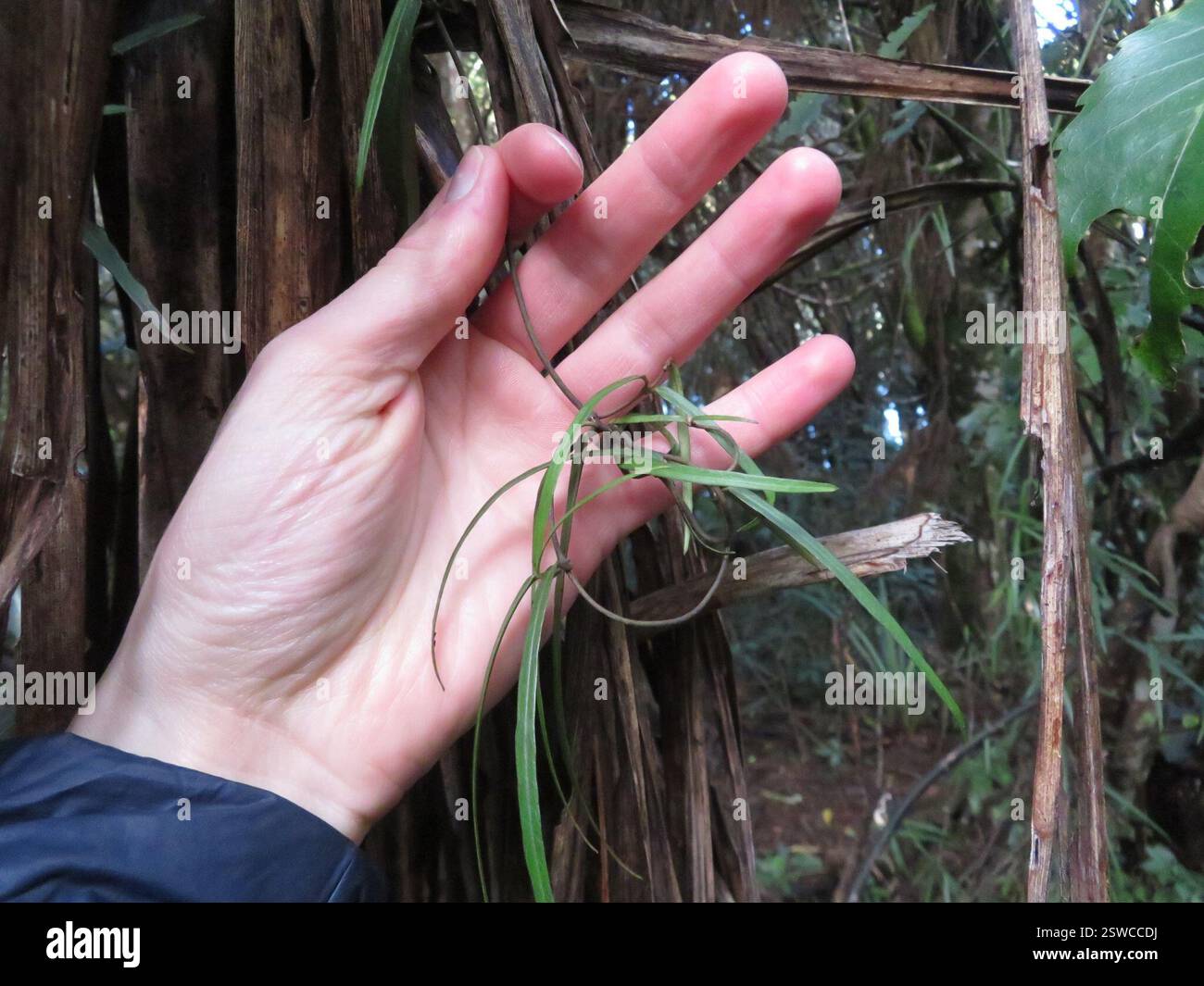 Silkpodes (Parsonsia), Plantae, Lac Rotopounamu Banque D'Images