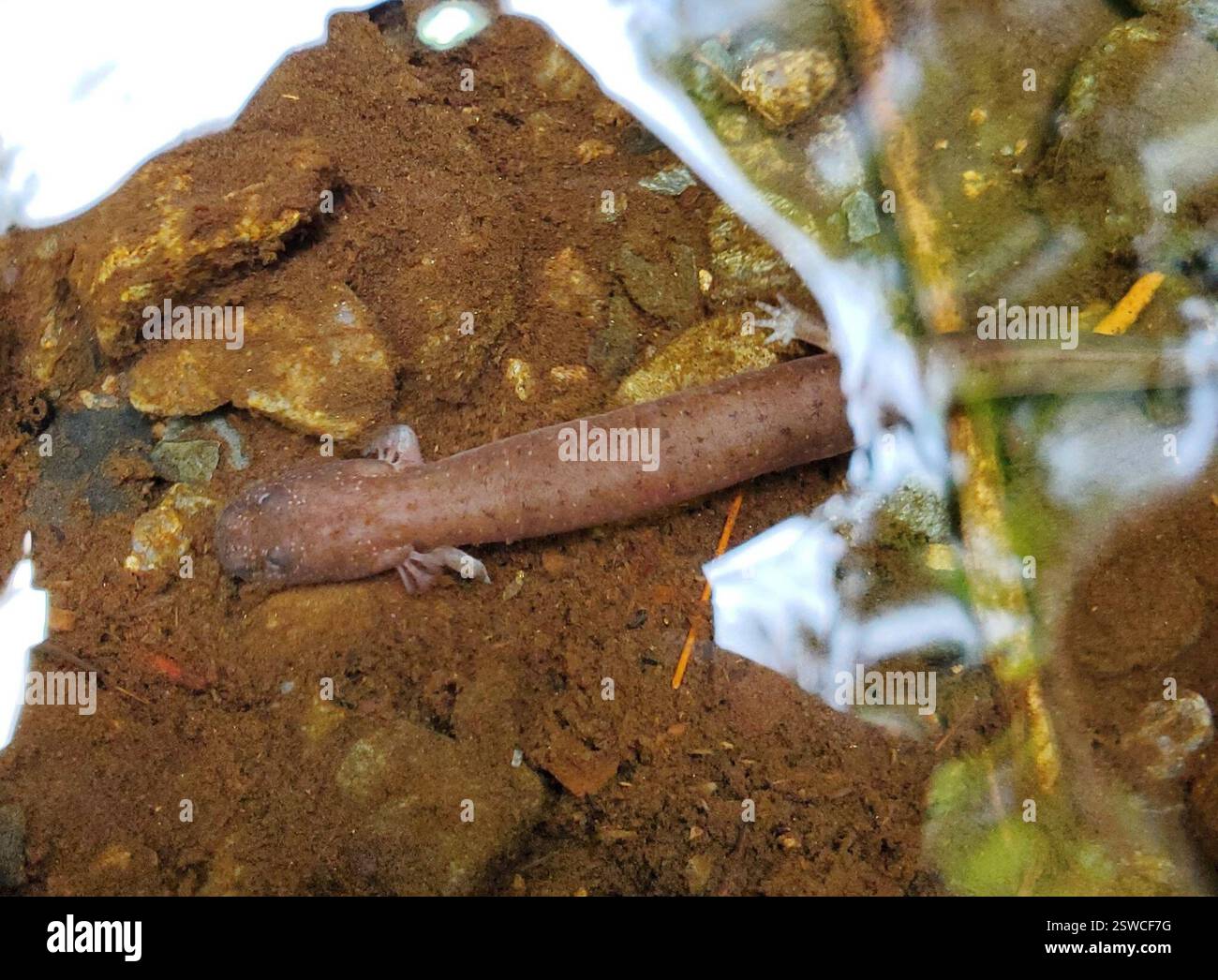 Salamandre de printemps (Gyrinophilus porphyriticus), amphibiens, Gatlinburg, TN 37738, États-Unis Banque D'Images