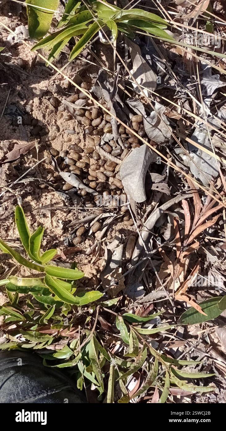 Gris Brocket (Subulo gouazoubira), Mammalia, Jardim dos Eucaliptos, Itirapina - SP, Brésil, Pegadas e Fezes do Veado-catingueiro. Banque D'Images