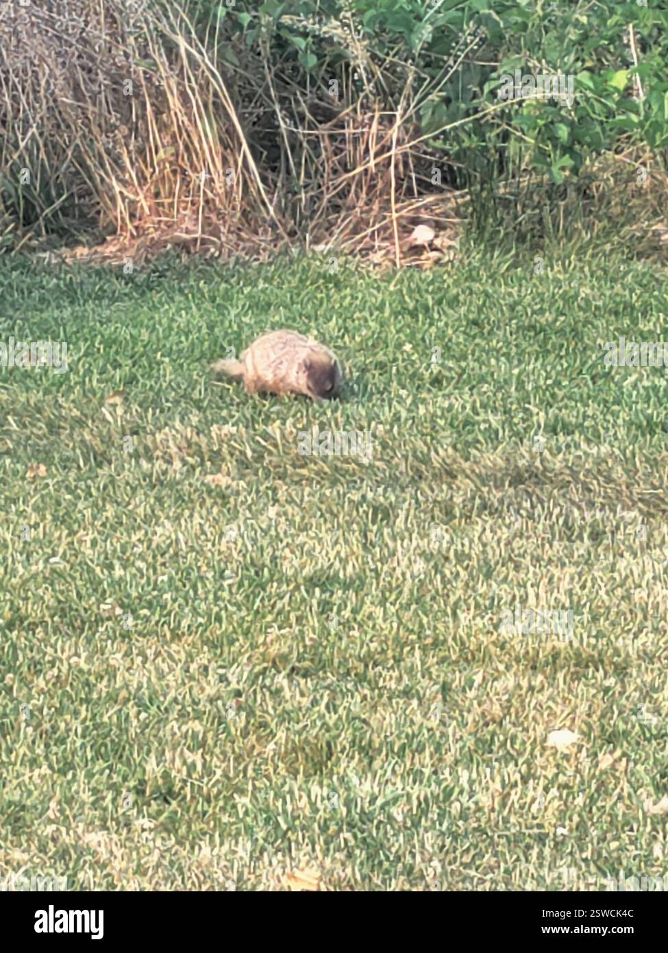 Marmotte (Marmota monax), Mammalia, Martin Luther King Jr. Drive and Benjamin Franklin Parkway, Philadelphie, PA 19130, États-Unis Banque D'Images