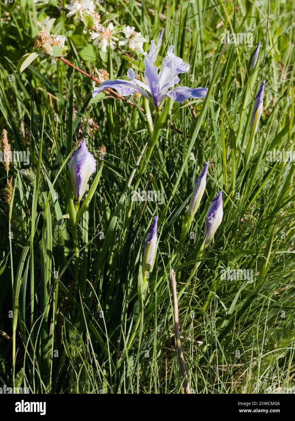 Iris de l'Oregon (Iris tenax), Plantae, Comté de Benton, OREGON, États-Unis Banque D'Images