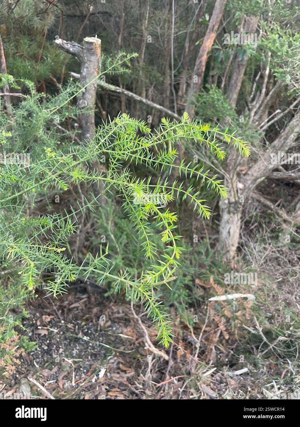 Prickly moïse à larges feuilles (Acacia verticillata ruscifolia), Plantae, Wilsons Promontory National Park, Wilsons Promontory, Victoria, au Banque D'Images