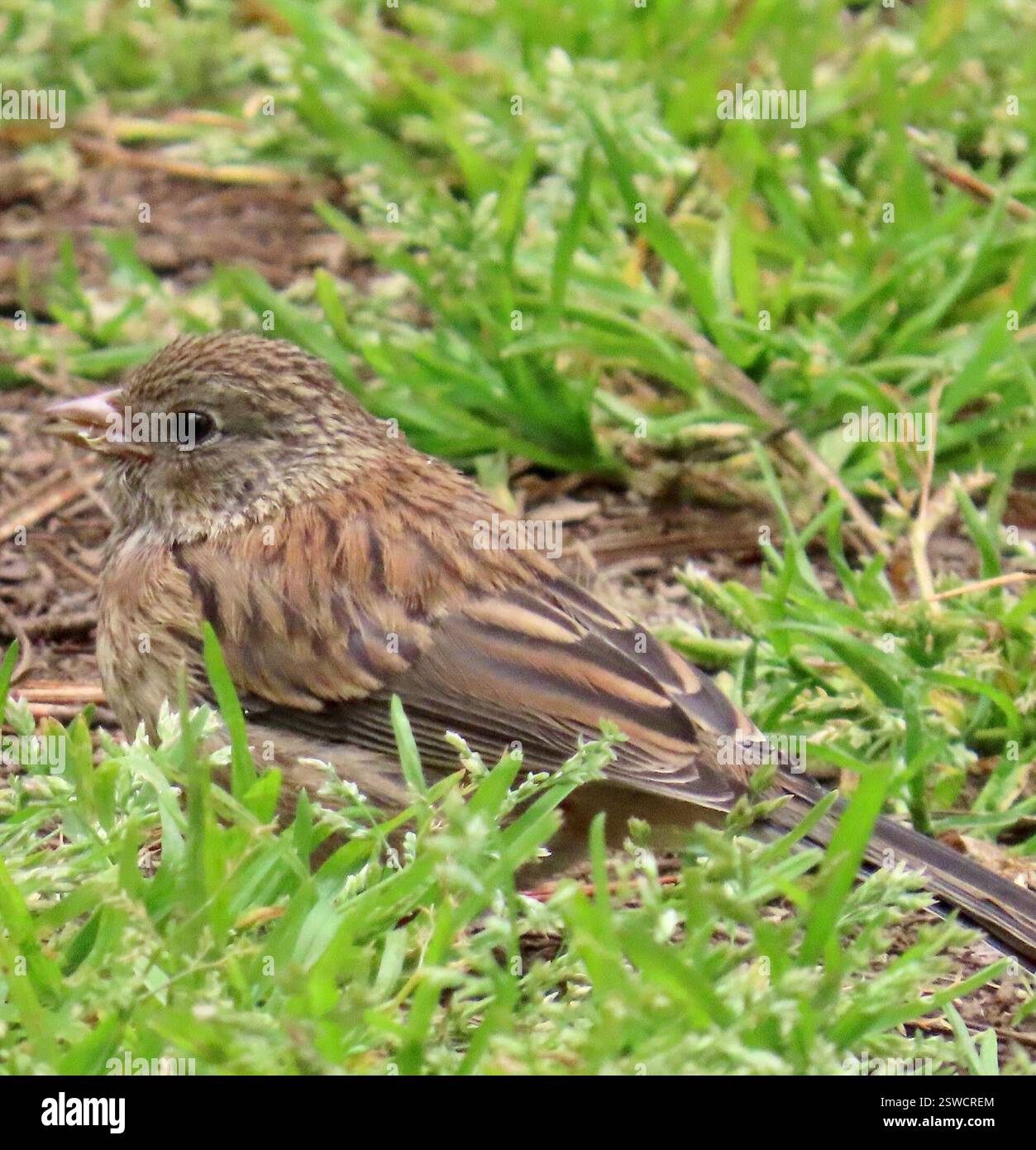 Junco aux yeux foncés (Junco hyemalis), Aves, réserve naturelle d'État de point Lobos, Carmel, CA, US, Junco juvénile a encore d'épaisses lèvres de bébé. La dernière photo le montre avec un mâle adulte. Juncos aux yeux foncés sont des résidents toute l'année dans les forêts de pins de Monterey et les forêts de chênes. Junco aux yeux foncés (Junco hyemalis) est un oiseau migrateur chanteur de la famille des moineaux du Nouveau monde (Passerellidae). Junco aux yeux foncés est l'un des oiseaux les plus communs dans les forêts et les forêts nord-américaines et peut être trouvé sur tout le continent, de l'Alaska au Mexique, de la Californie à New York. Il existe de nombreuses sous-espèces. Il a les yeux foncés, un pinki Banque D'Images