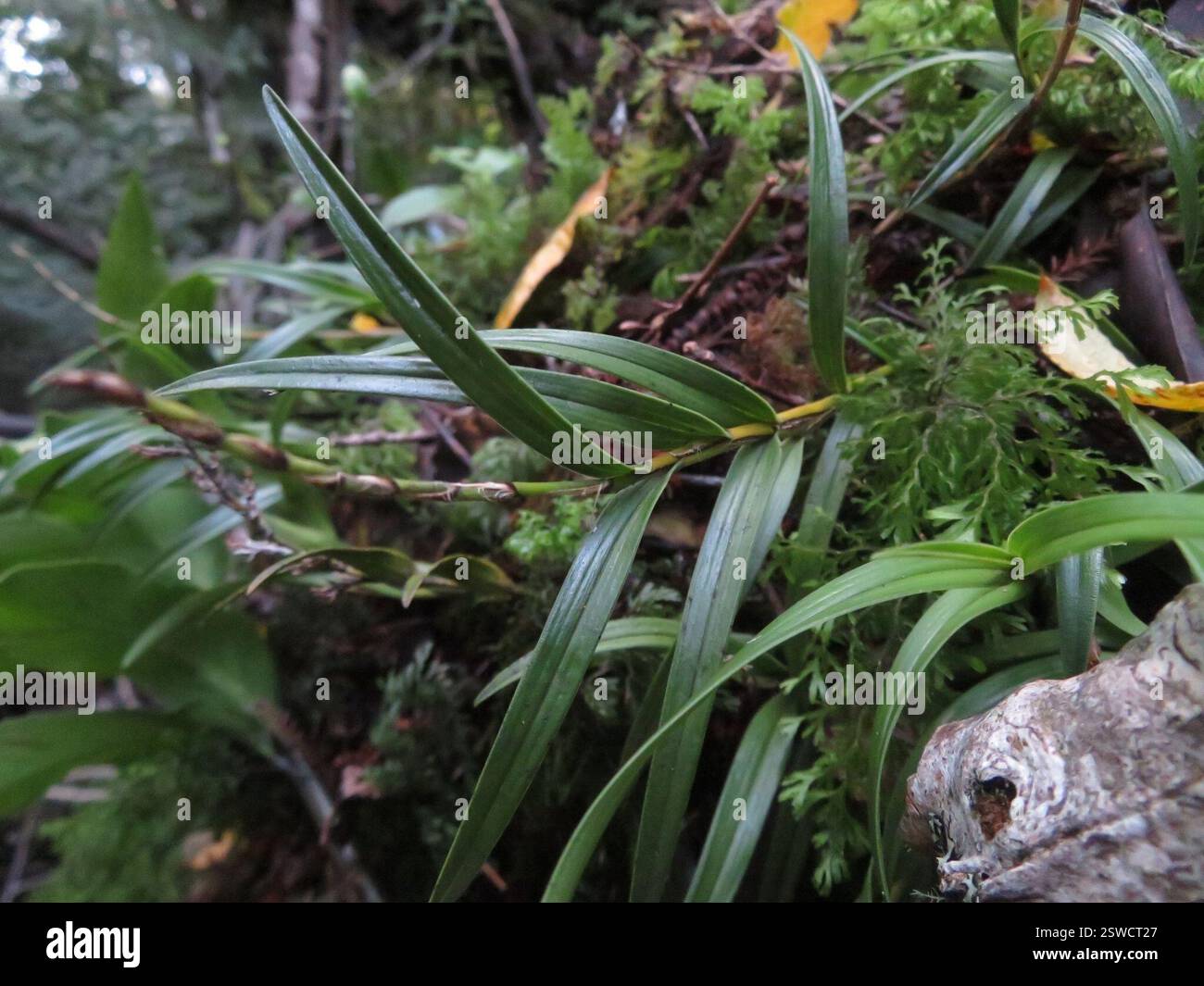 Orchidée de Pâques (Earina autumnalis), Plantae, Lac Rotopounamu Banque D'Images
