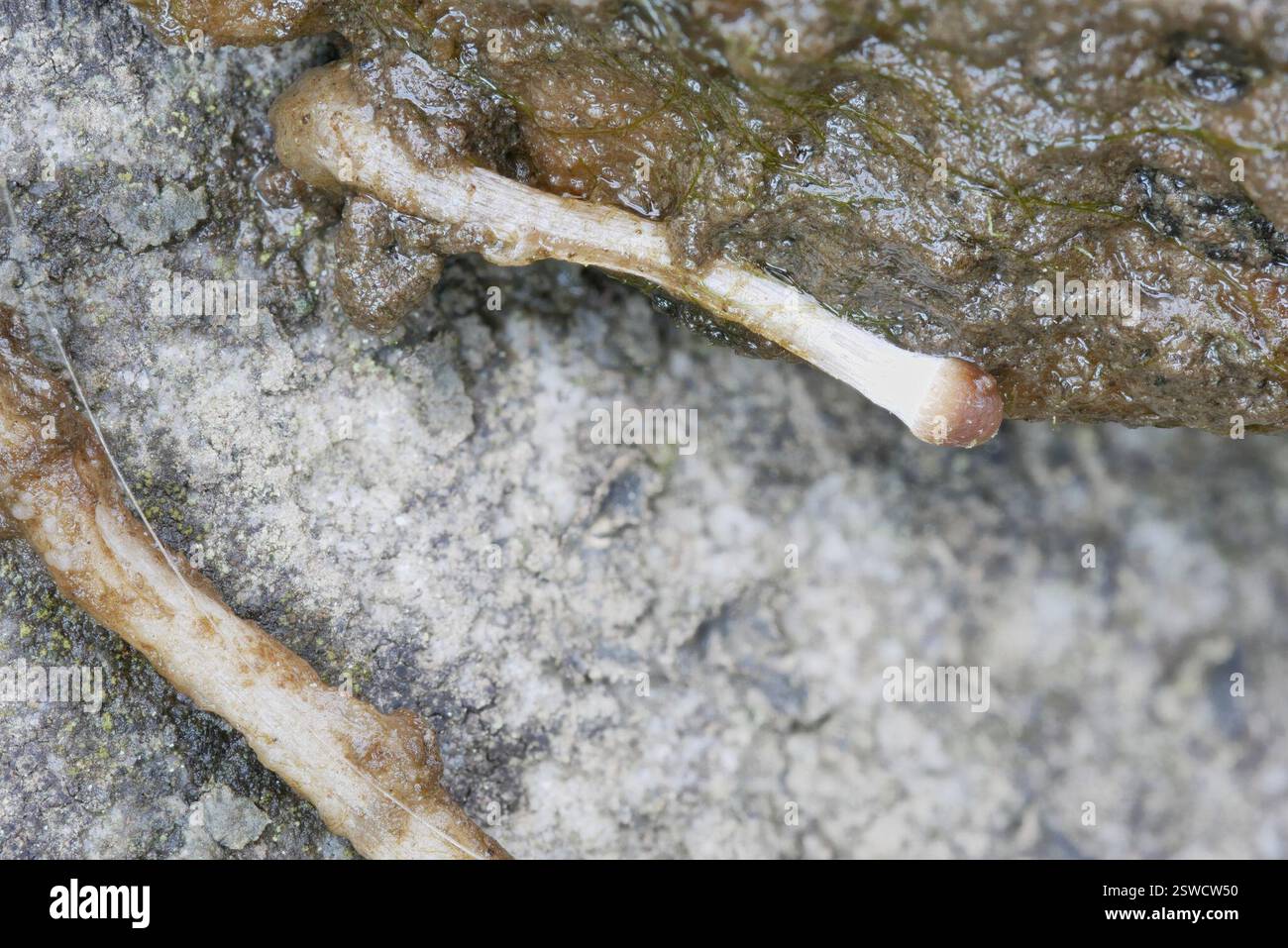 (Psathyrella aquatica), champignons, Pennsylvanie, États-Unis, poussant sous l'eau dans la rivière à une profondeur d'environ un tiers de mètre. L'emplacement était presque le même que pour l'observation des spores de la semaine précédente : (10,2) 10,3 - 11,5 (12,1) × (6,1) 6,3 - 6,65 (6,7) µm Q = (1,6) 1,64 - 1,8 ; N = 9 me = 11,1 × 6,5 µm ; QE = 1,7 11,53 6,39 10,62 6,46 11,33 6,68 11,09 6,51 10,21 6,14 10,33 6,43 11,54 6,27 10,83 6,55 12,13 6,65 Banque D'Images