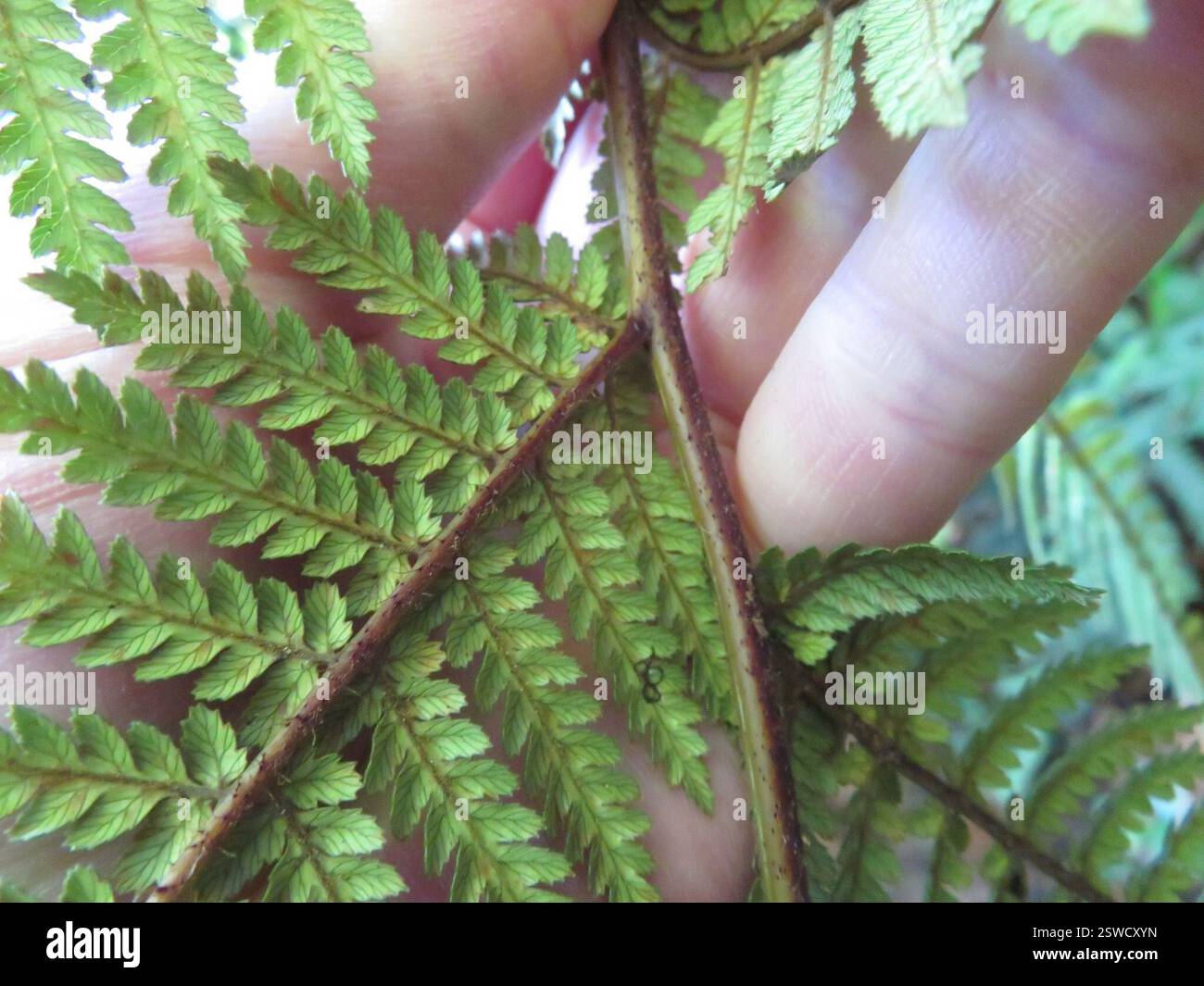 Fougère arborée de Nouvelle-Zélande (Dicksonia squarrosa), Plantae, lac Rotopounamu Banque D'Images
