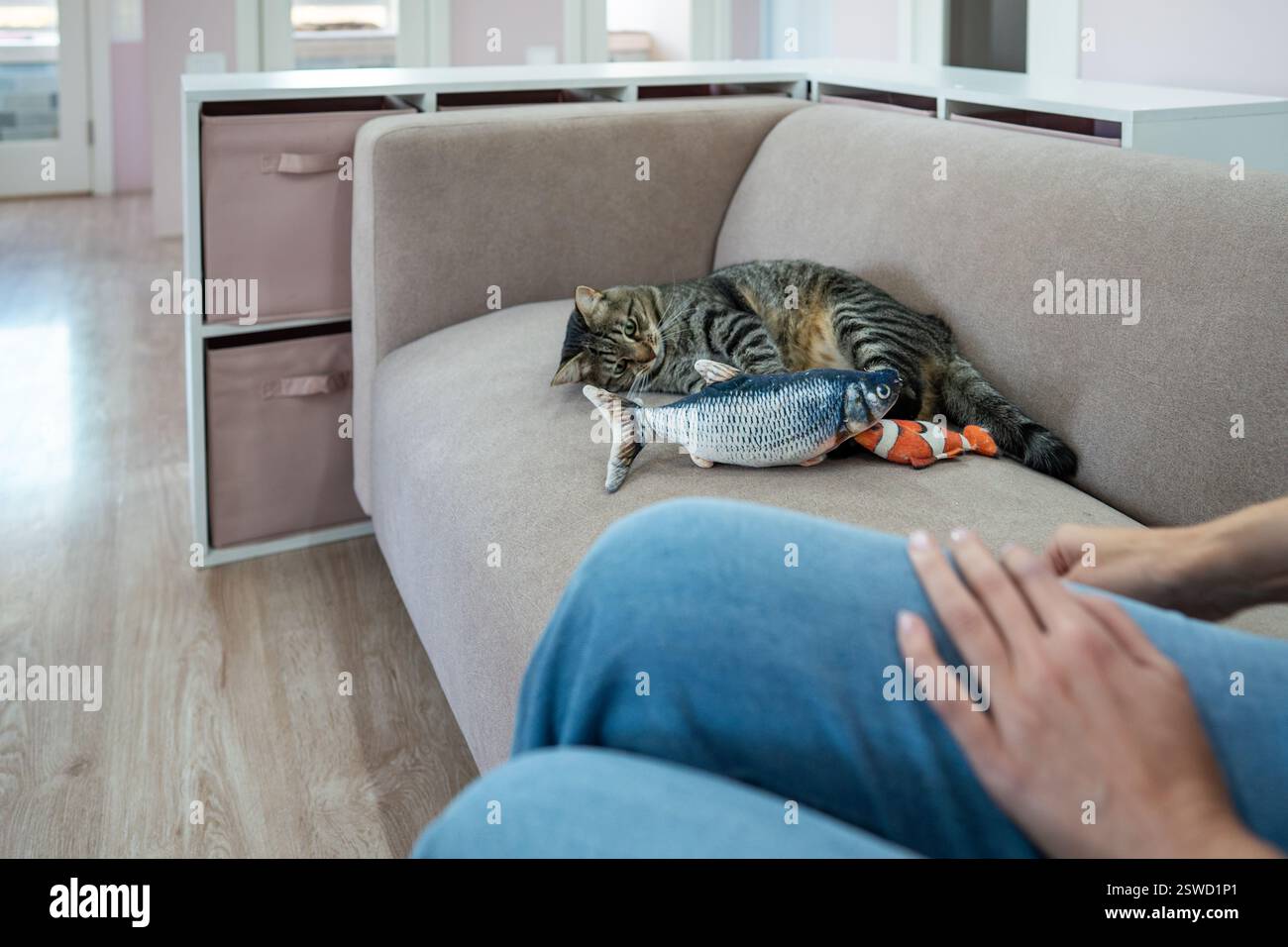 Chat jouissant de temps de jeu avec gardien dans l'hôtel pour animaux de compagnie. Confort des animaux de compagnie dans l'hôtel chat avec jouets, jeux et gardien Banque D'Images