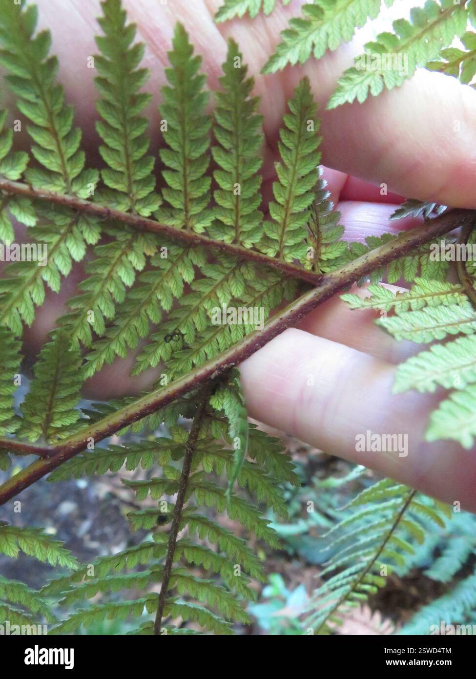 Fougère arborée de Nouvelle-Zélande (Dicksonia squarrosa), Plantae, lac Rotopounamu Banque D'Images
