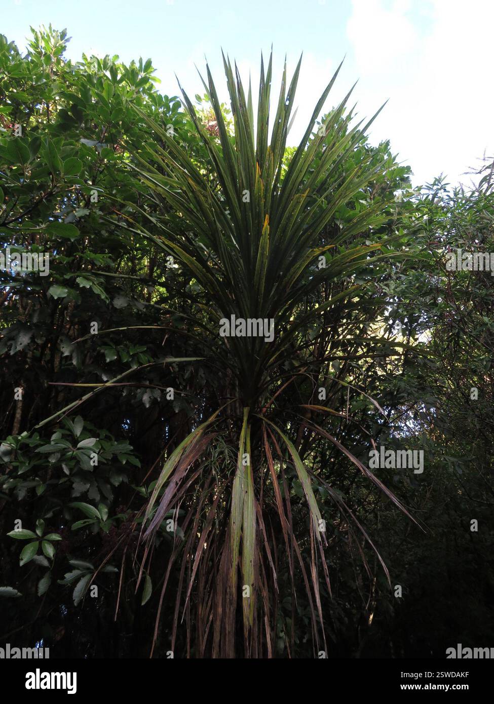 Chou de Nouvelle-Zélande (Cordyline australis), Plantae, lac Rotopounamu Banque D'Images