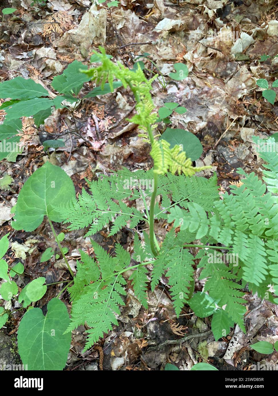 Fougère à sonnette (Botrypus virginianus), Plantae, Bruce Trail, South Bruce Peninsula, ONTARIO, ENV Banque D'Images