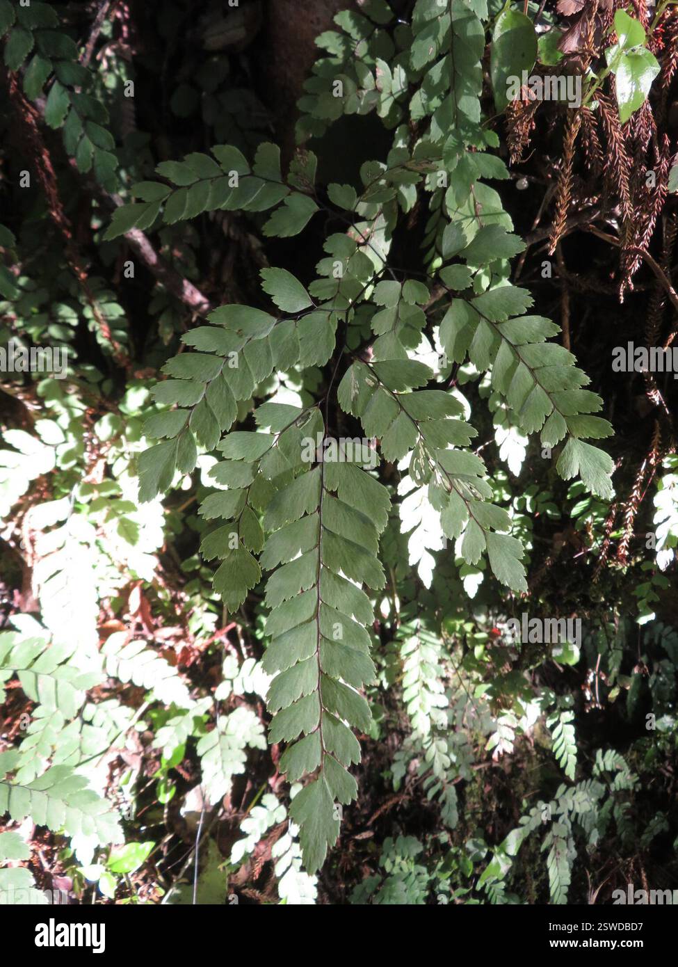 Maidenhair de Cunningham (Adiantum cunninghamii), Plantae, lac Rotopounamu Banque D'Images