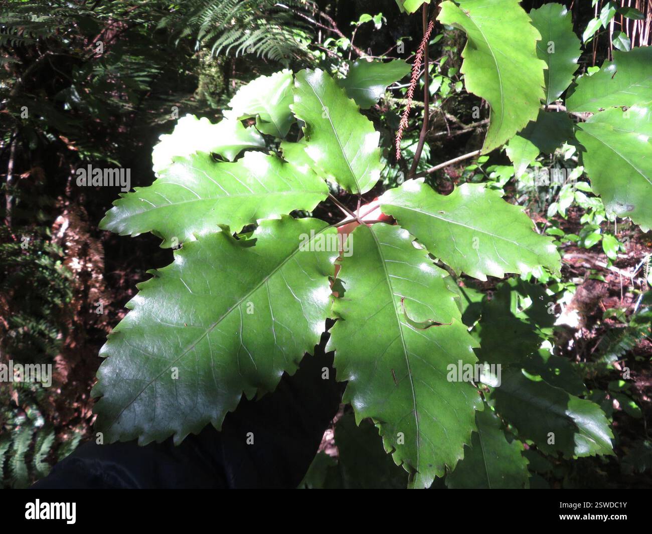 Cinq doigts (Pseudopanax arboreus), Plantae, lac Rotopounamu Banque D'Images
