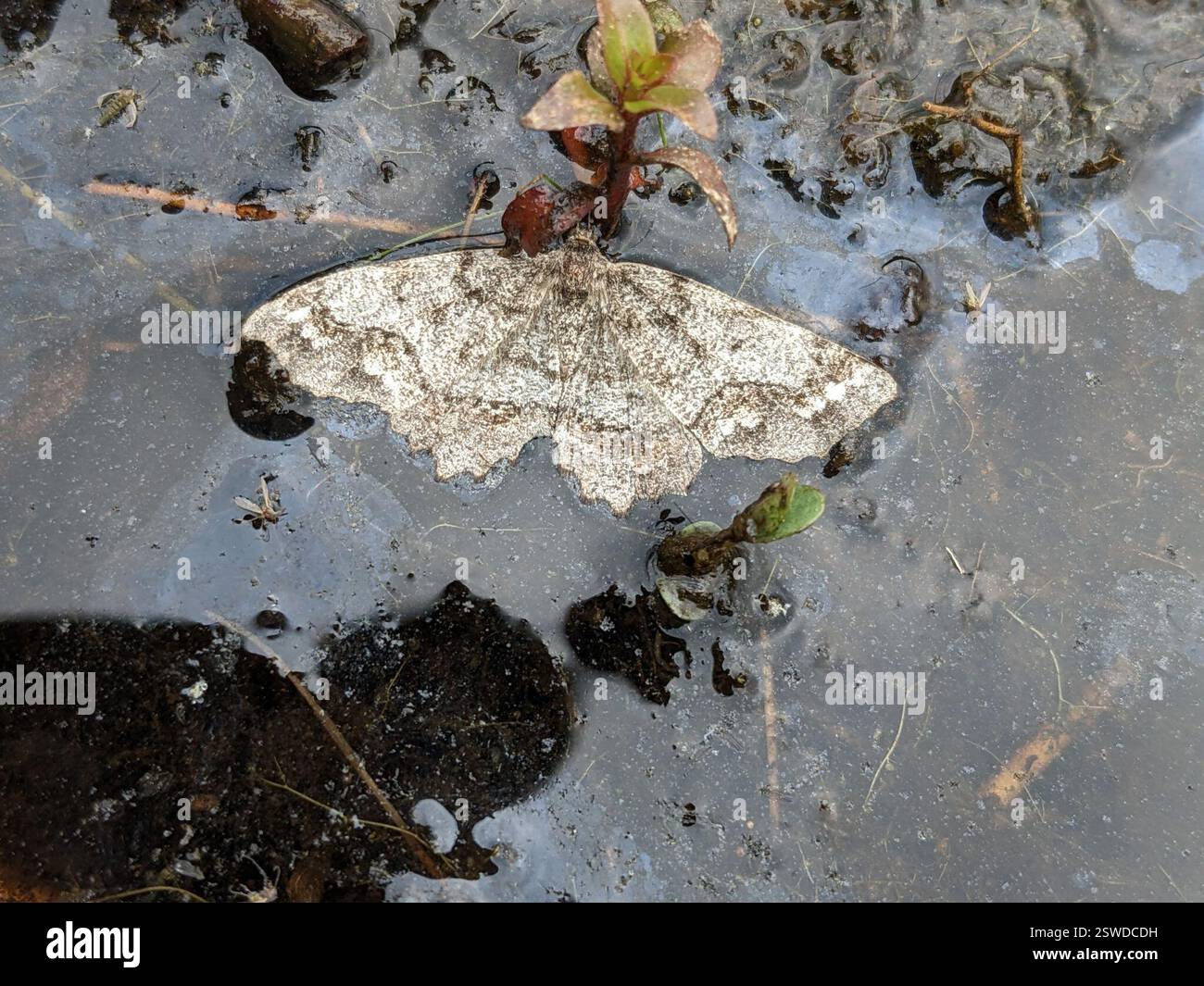 (Hypagyrtis), Insecta, Municipio de Montague, Nueva Jersey, EE. UU. Banque D'Images