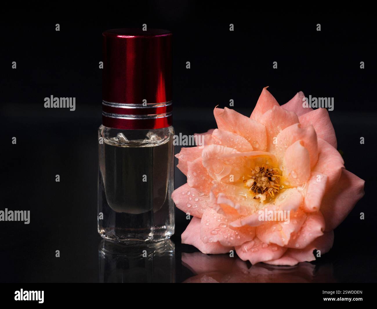 Parfum concentré dans une mini bouteille avec rose de thé parfumée rose sur le fond noir Banque D'Images
