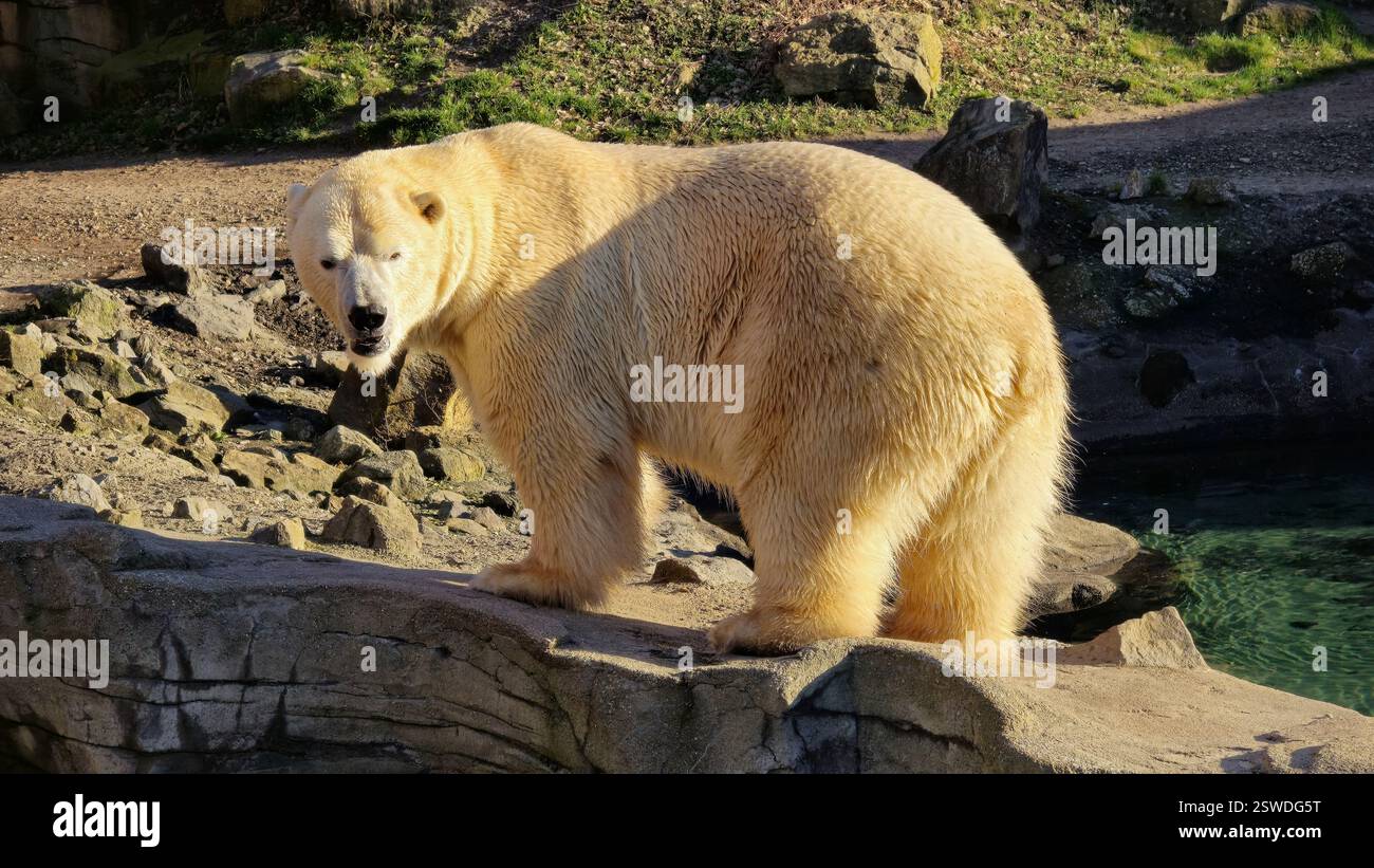Observez un majestueux ours polaire qui se promène paisiblement dans son magnifique habitat naturel Banque D'Images