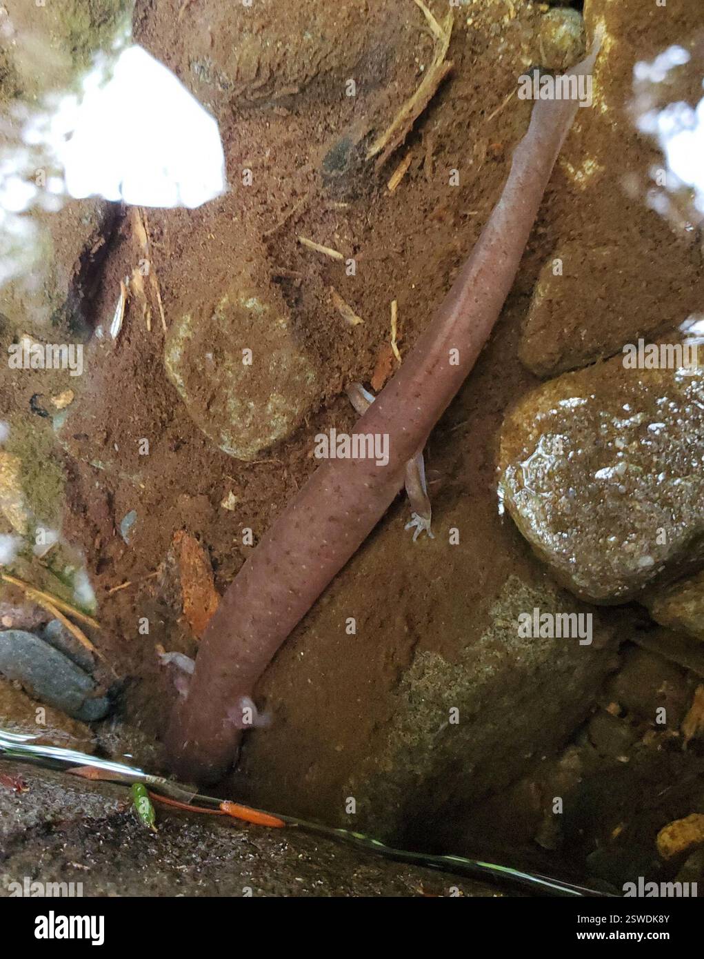 Salamandre de printemps (Gyrinophilus porphyriticus), amphibiens, Gatlinburg, TN 37738, États-Unis Banque D'Images