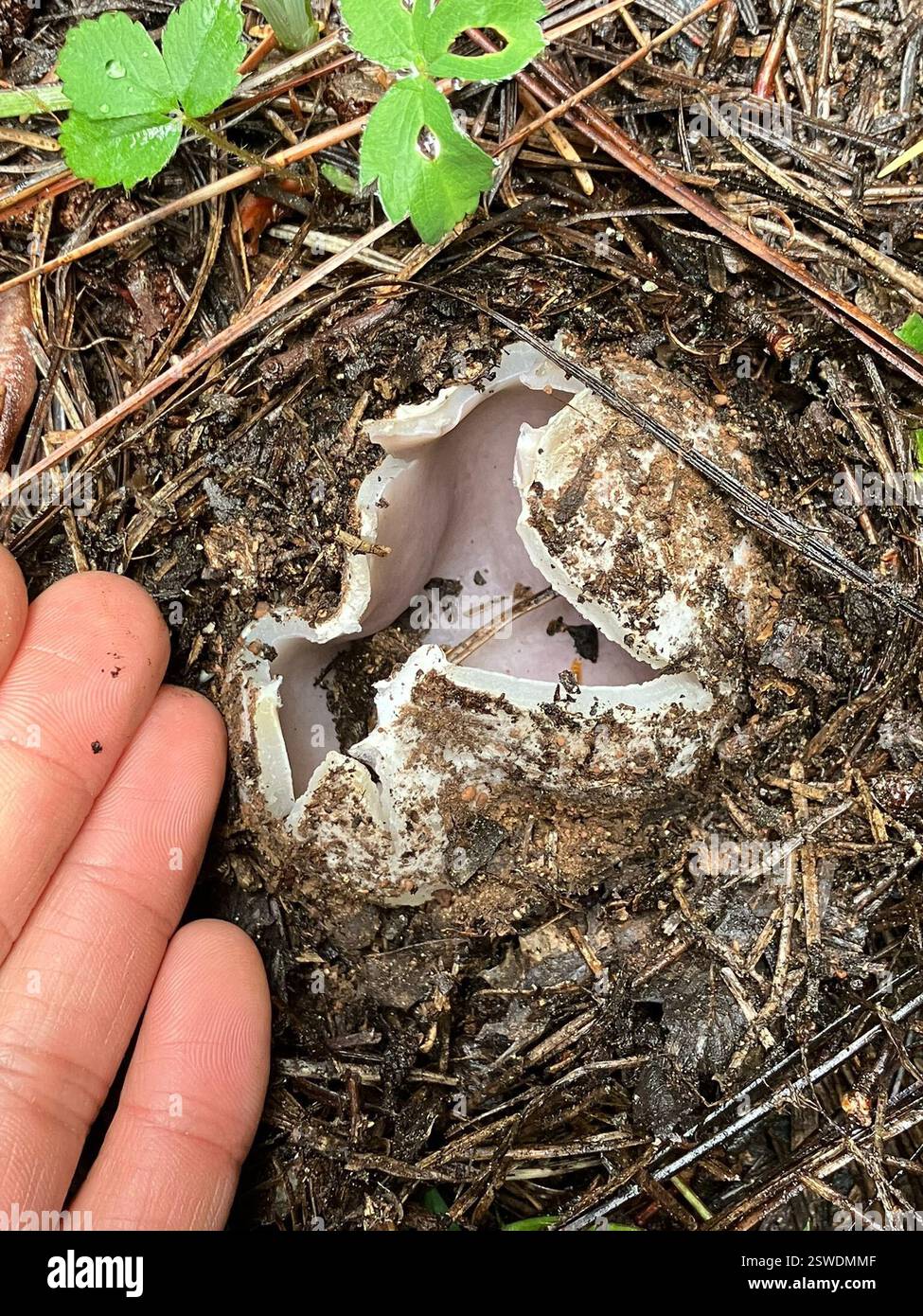 Couronne rose (Sarcosphaera coronaria), champignons, comté de Siskiyou, CA, États-Unis Banque D'Images