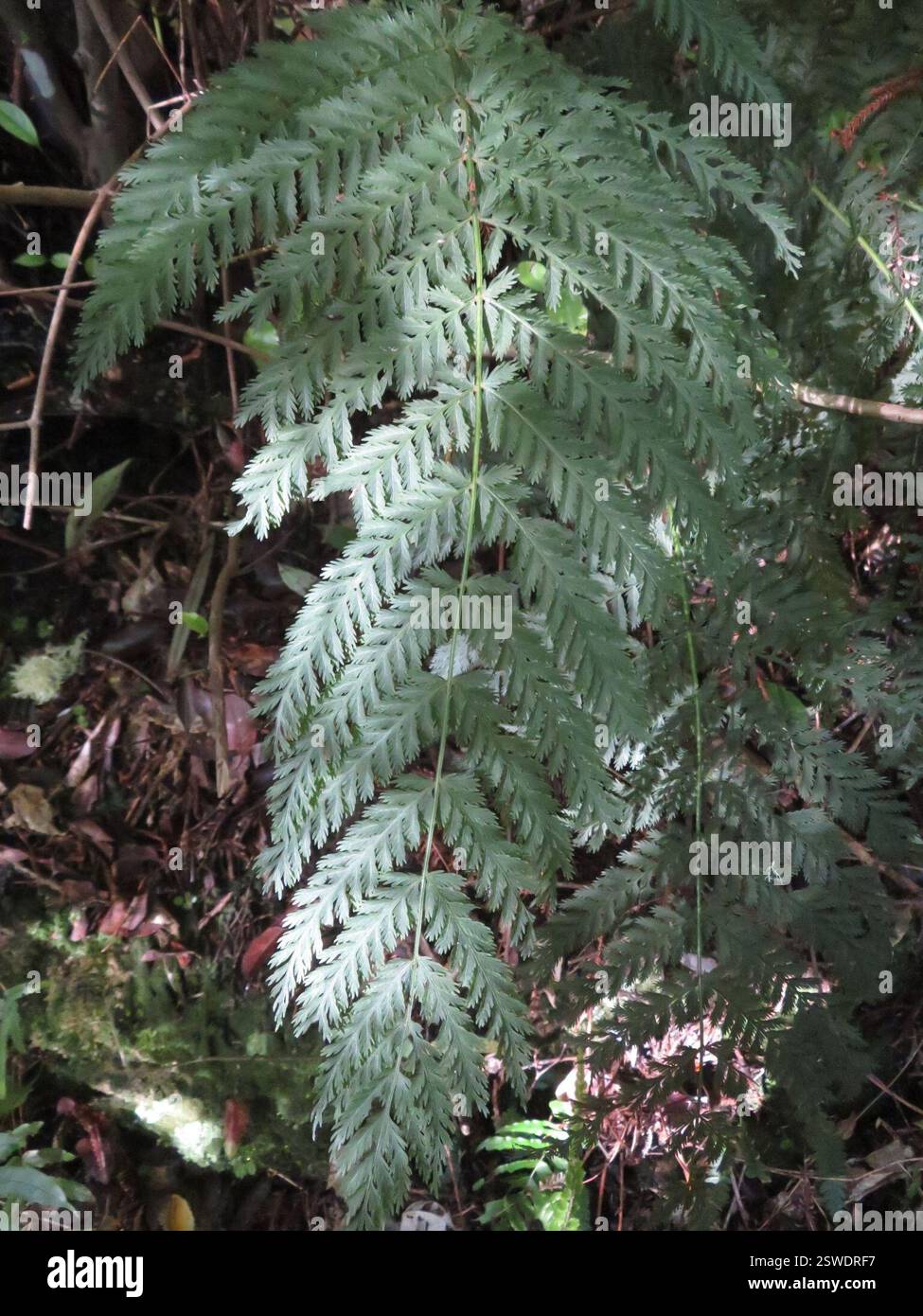 Fougère crêpe (Leptopteris hymenophylloides), Plantae, lac Rotopounamu Banque D'Images