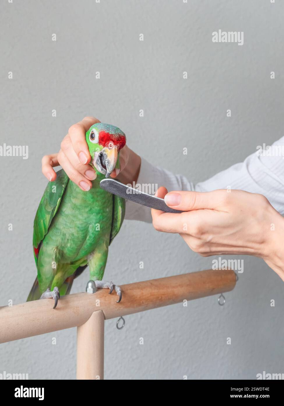 Un vétérinaire aiguise le bec d'un grand perroquet vert. Manucure pour un gros perroquet. Soins vétérinaires professionnels pour perroquets an Banque D'Images