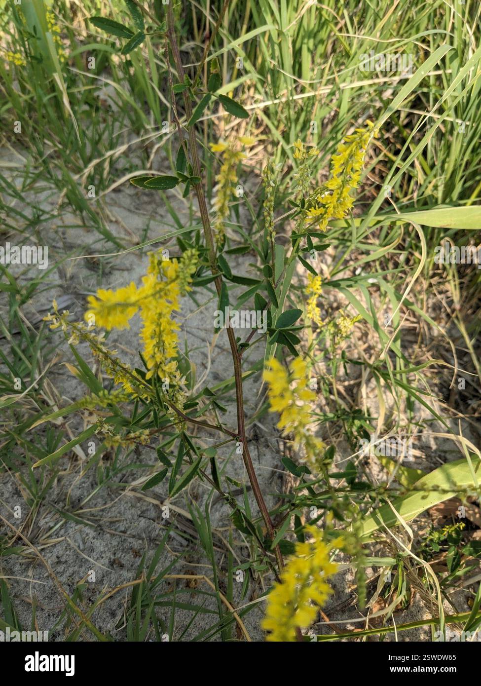 Légumineuses (Fabaceae), Plantae, Newport, NJ 08345, EE. UU. Banque D'Images