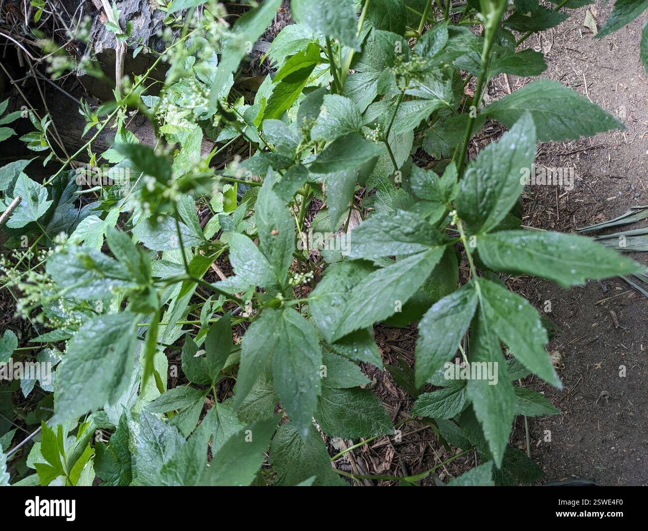 Miels (Cryptotaenia), Plantae, Wyman Park, Baltimore, MD, EE. UU. Banque D'Images