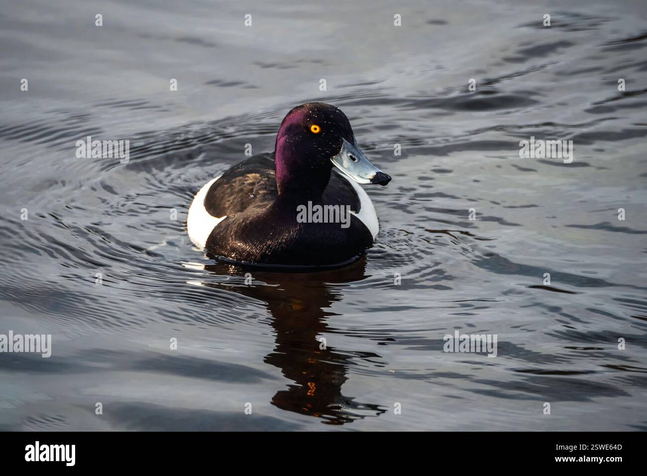 Canard touffeté noir et blanc avec des yeux orange vif dérivant sur l'eau. Concept de la Journée internationale des oiseaux. Banque D'Images