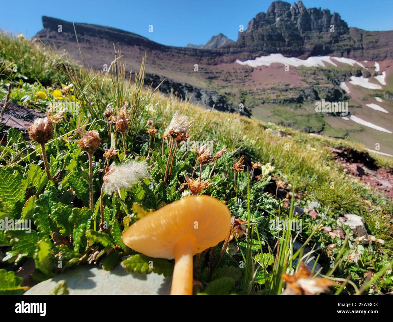 Oak-Loving Gymnopus (Gymnopus dryophilus), champignons, Browning, MT 59417, États-Unis Banque D'Images