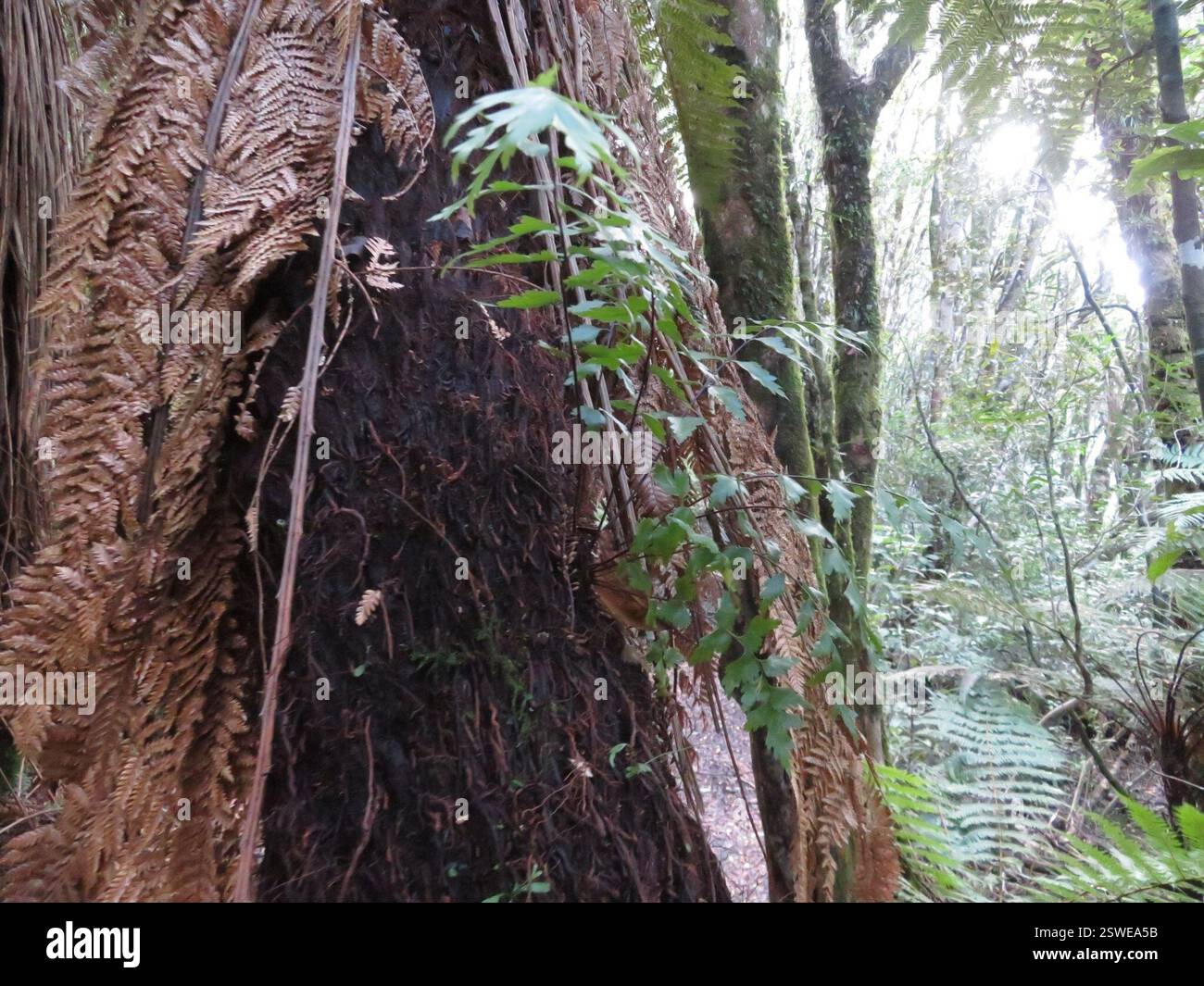 Fougère à queue de jument (Asplenium polyodon), Plantae, lac Rotopounamu Banque D'Images