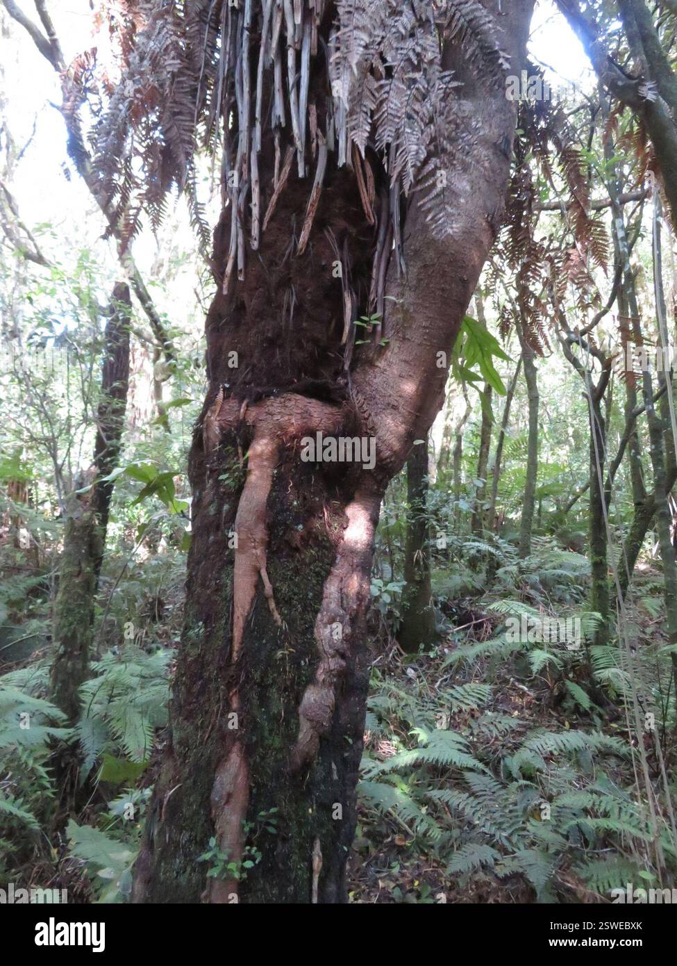 Dicots (Magnoliopsida), Plantae, lac Rotopounamu Banque D'Images
