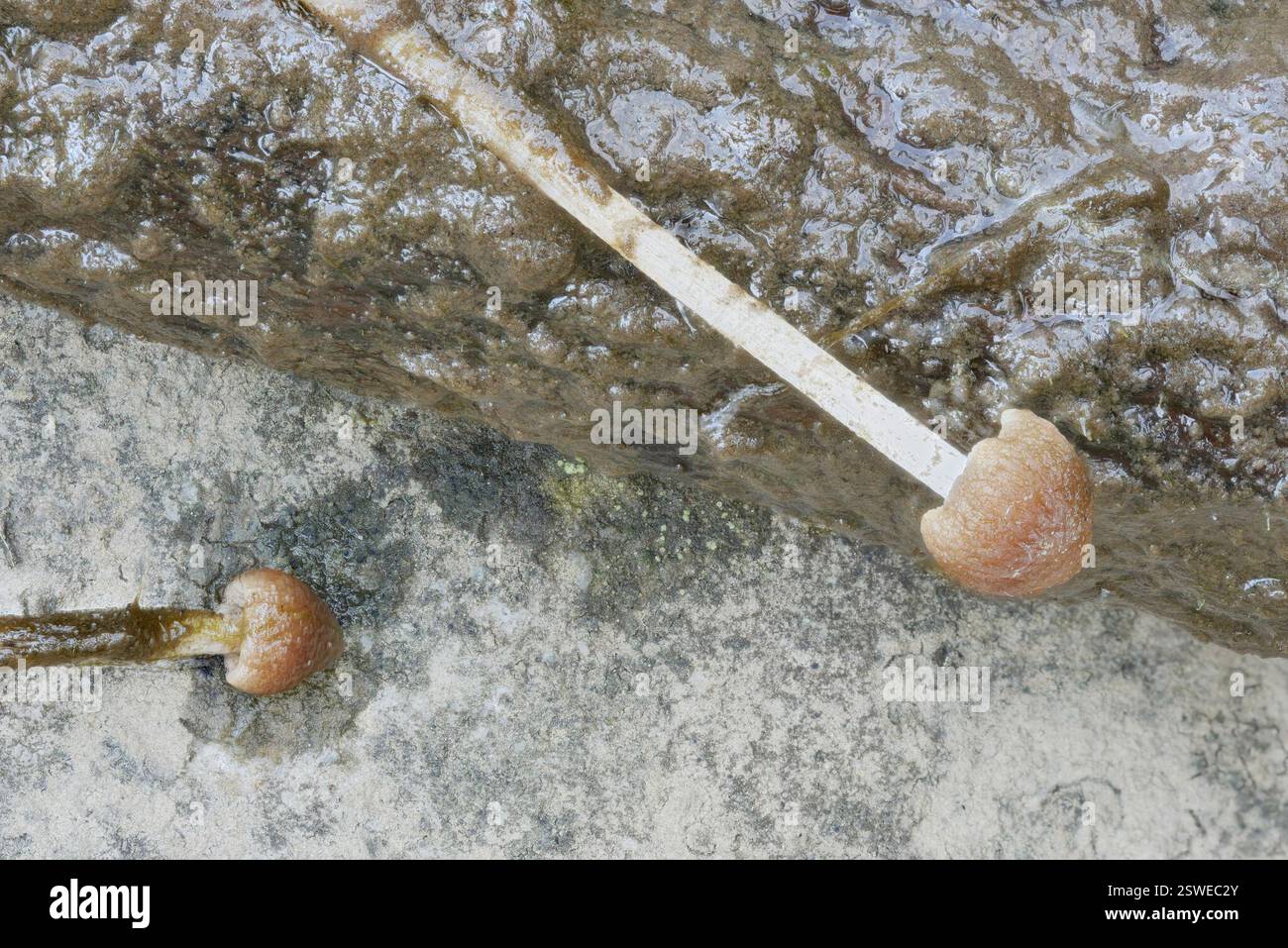 (Psathyrella aquatica), champignons, Pennsylvanie, États-Unis, poussant sous l'eau dans la rivière à une profondeur d'environ un tiers de mètre. L'emplacement était presque le même que pour l'observation des spores de la semaine précédente : (10,2) 10,3 - 11,5 (12,1) × (6,1) 6,3 - 6,65 (6,7) µm Q = (1,6) 1,64 - 1,8 ; N = 9 me = 11,1 × 6,5 µm ; QE = 1,7 11,53 6,39 10,62 6,46 11,33 6,68 11,09 6,51 10,21 6,14 10,33 6,43 11,54 6,27 10,83 6,55 12,13 6,65 Banque D'Images