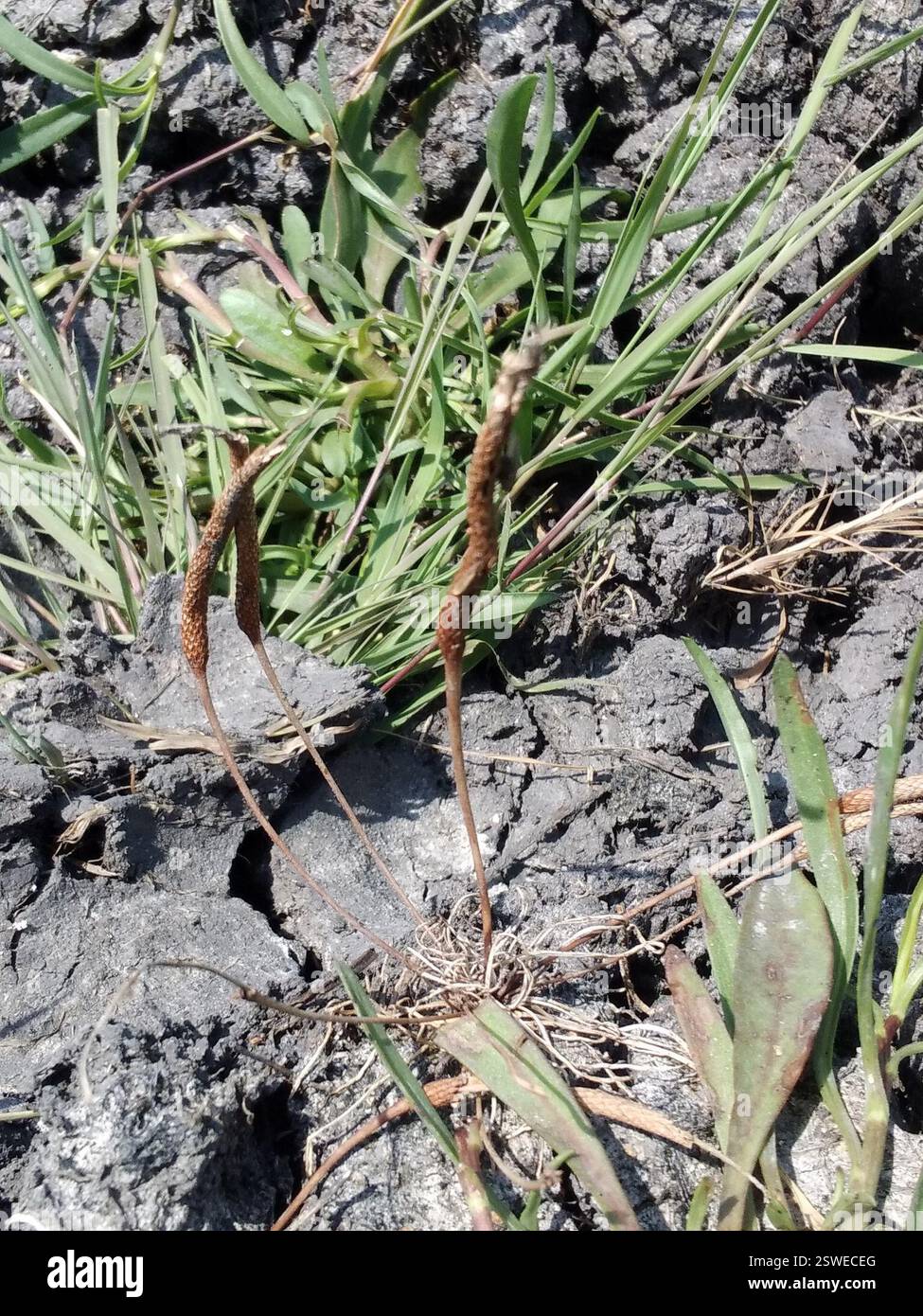 Petite queue de mousette (Myosurus minimus), Plantae, Nagykáta, 2760 Magyarország Banque D'Images