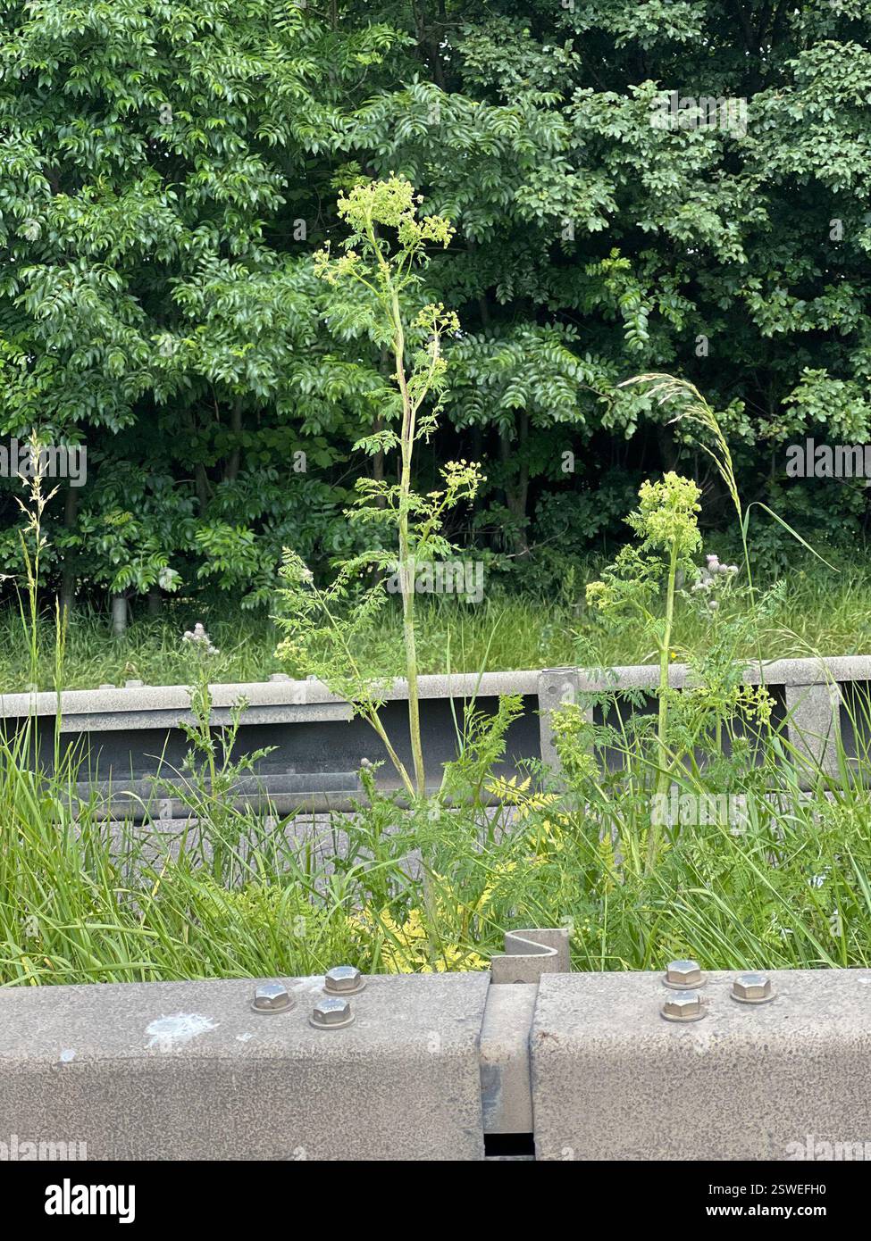 (Apioideae), Plantae, fosse Road, Newark, Angleterre, GB Banque D'Images