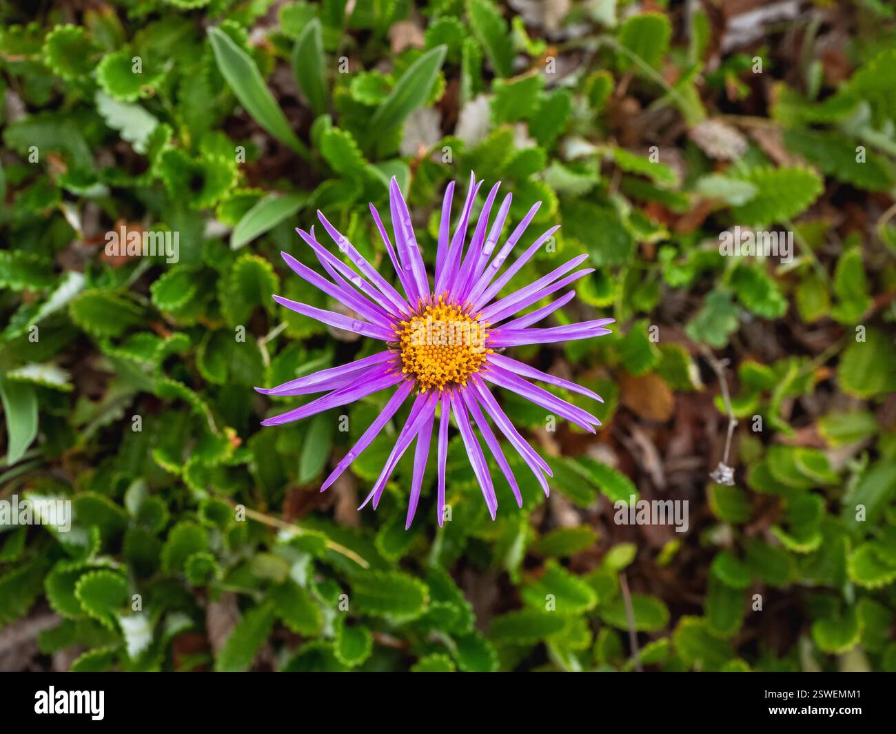 Fleur aster alpin rose sur fond de pelouse vert. Macro, Marguerite. Motif floral, vue de dessus. Banque D'Images