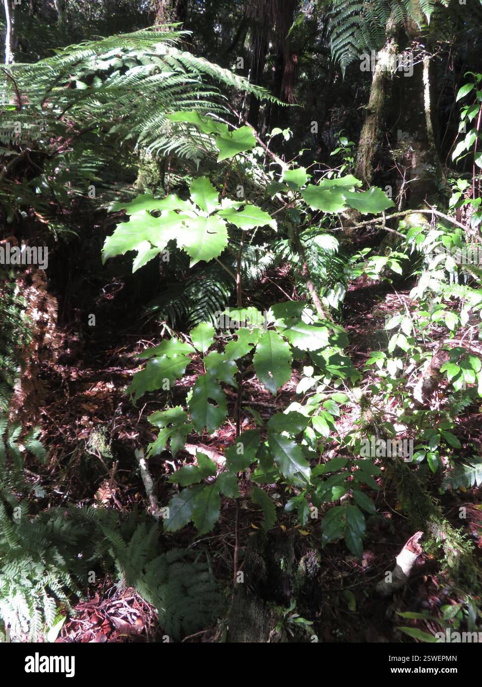 Cinq doigts (Pseudopanax arboreus), Plantae, lac Rotopounamu Banque D'Images