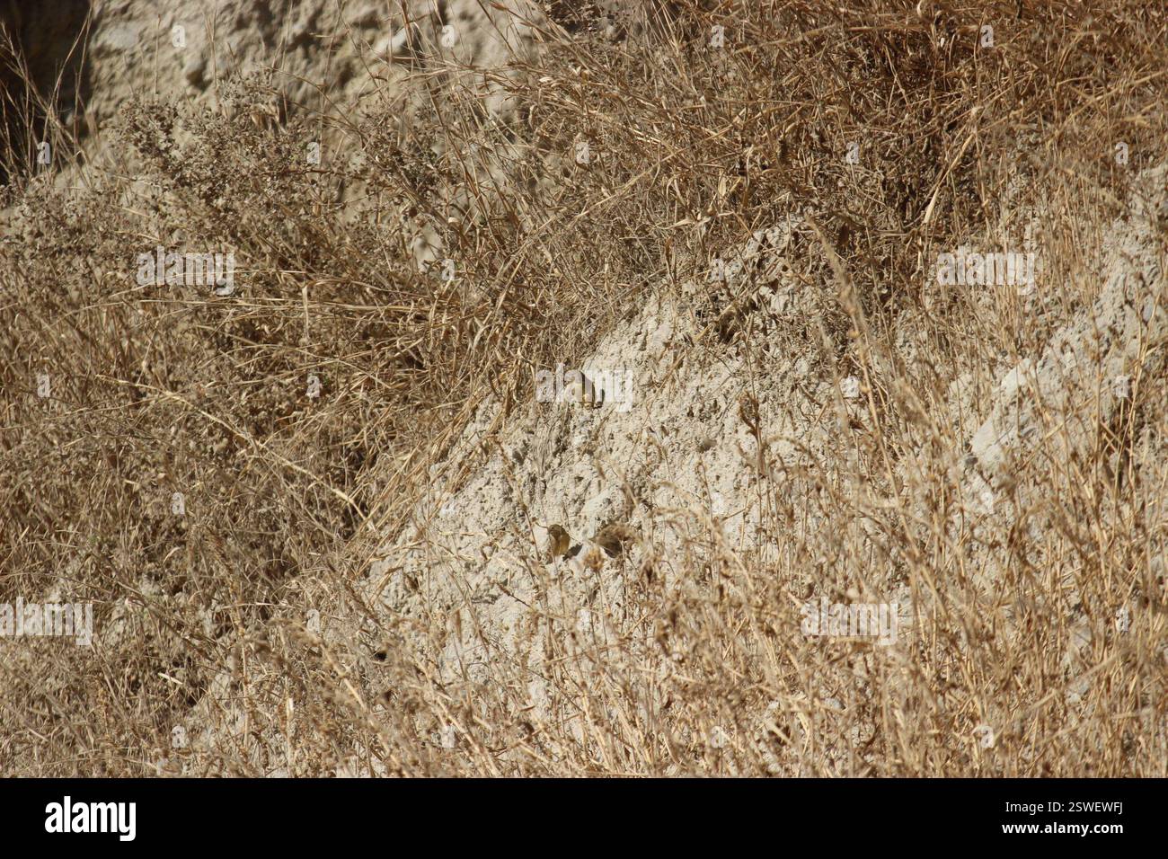 Finlandais jaune verdâtre (Sicalis olivascens), Aves, San Antonio de Chaclla 15510, Perú Banque D'Images