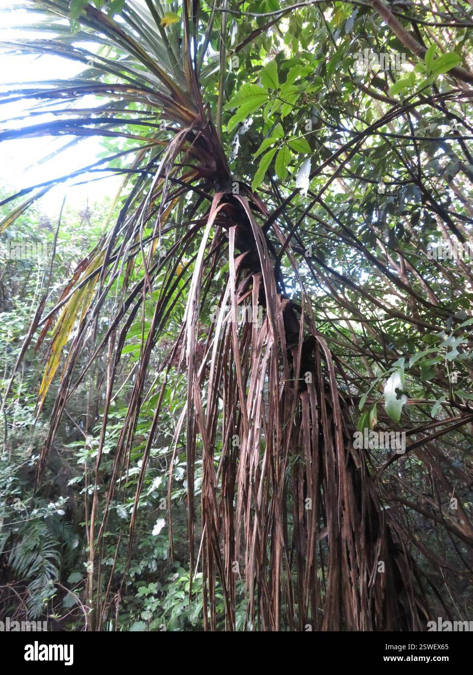Chou de Nouvelle-Zélande (Cordyline australis), Plantae, lac Rotopounamu Banque D'Images