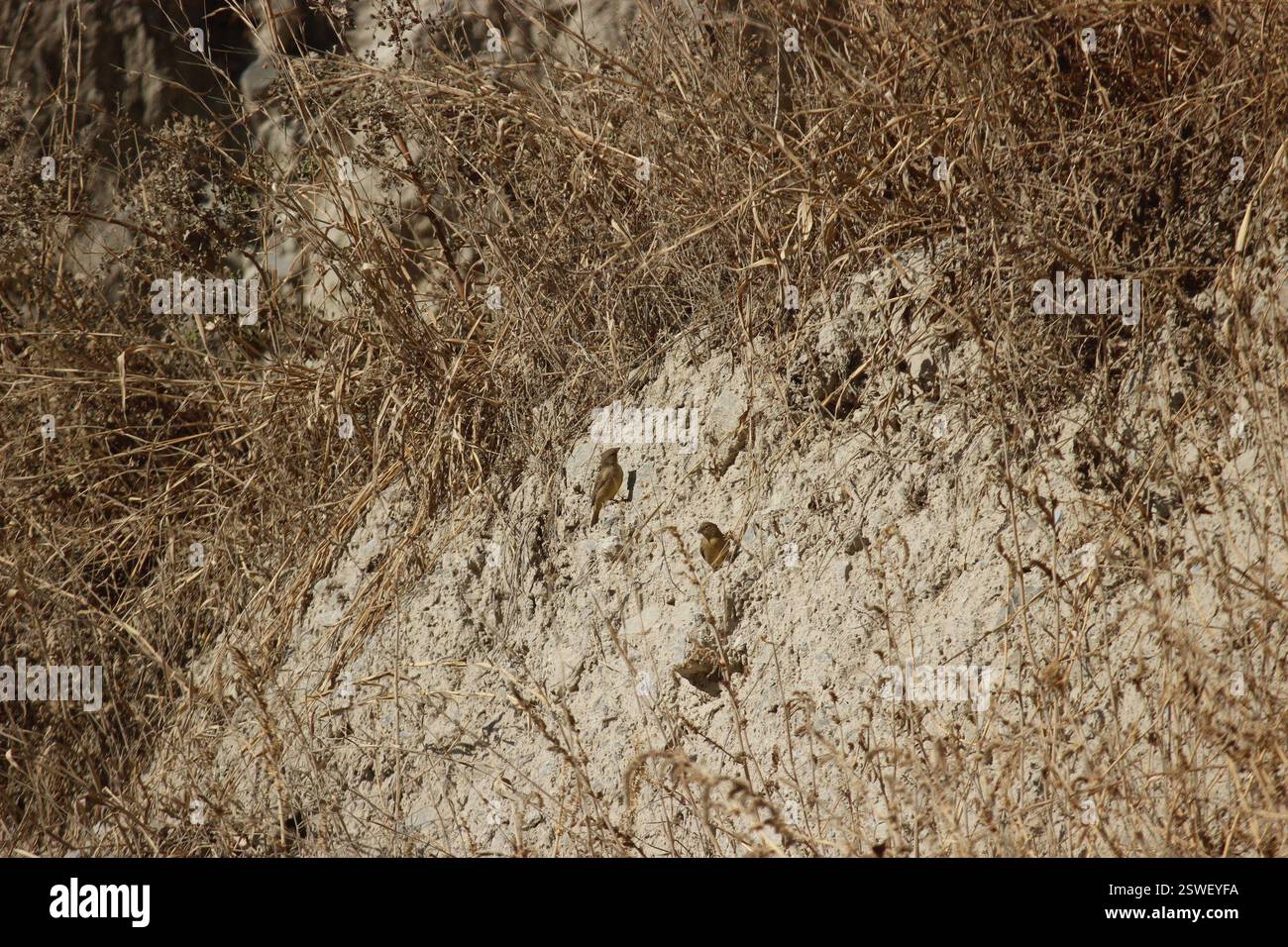 Finlandais jaune verdâtre (Sicalis olivascens), Aves, San Antonio de Chaclla 15510, Perú Banque D'Images