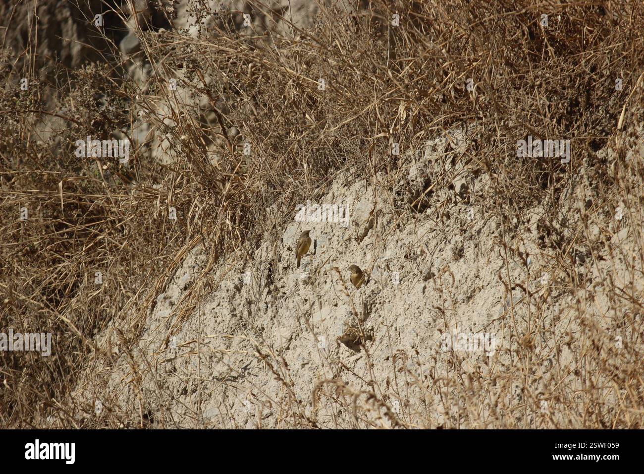 Finlandais jaune verdâtre (Sicalis olivascens), Aves, San Antonio de Chaclla 15510, Perú Banque D'Images