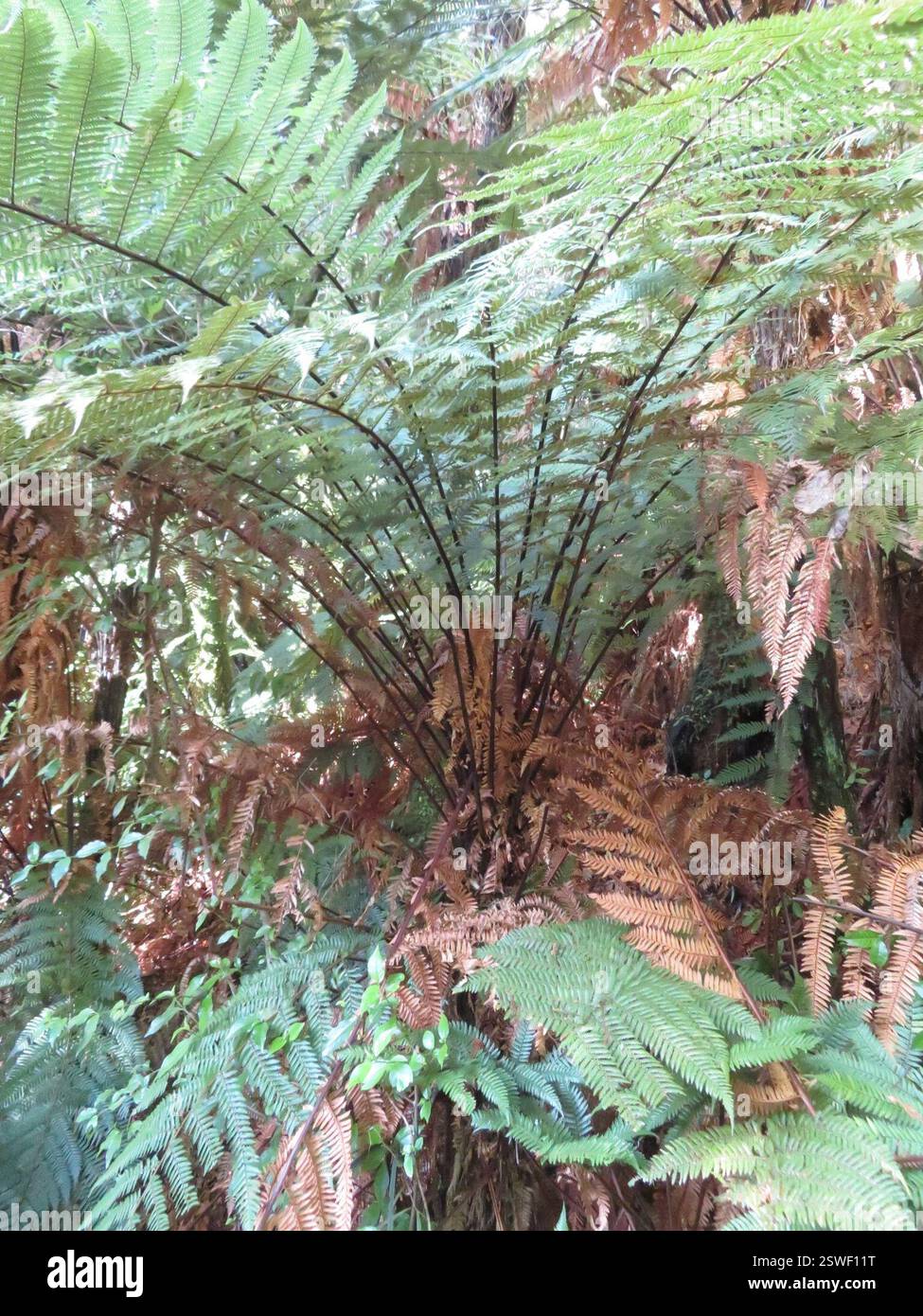 Fougère arborée de Nouvelle-Zélande (Dicksonia squarrosa), Plantae, lac Rotopounamu Banque D'Images