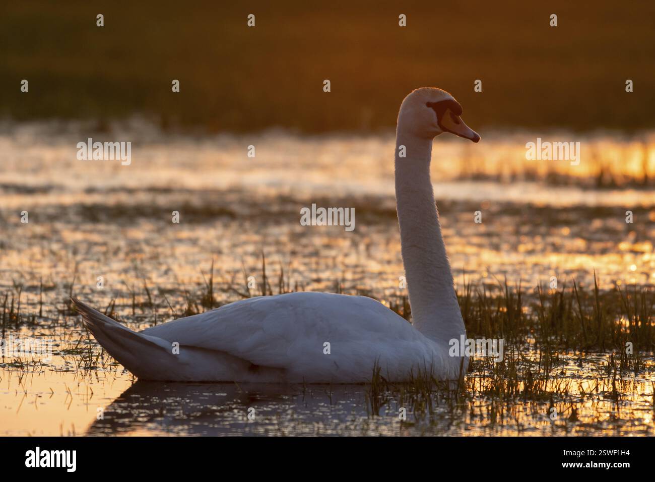 Cygne muet (Cygnus olor), nageant dans un pré humide, au coucher du soleil, contre-jour, Ochsenmoor, Duemmer, Lemfoerde, basse-Saxe, Allemagne, Europe Banque D'Images