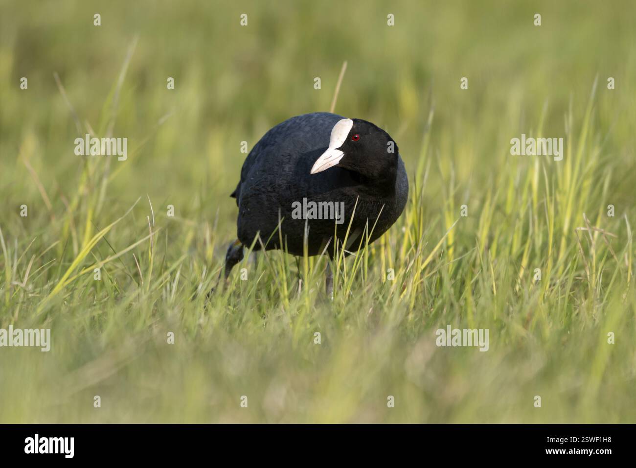 Eurasian Coot (Fulica atra), Ochsenmoor, Duemmer, Lemfoerde, basse-Saxe, Allemagne, Europe Banque D'Images