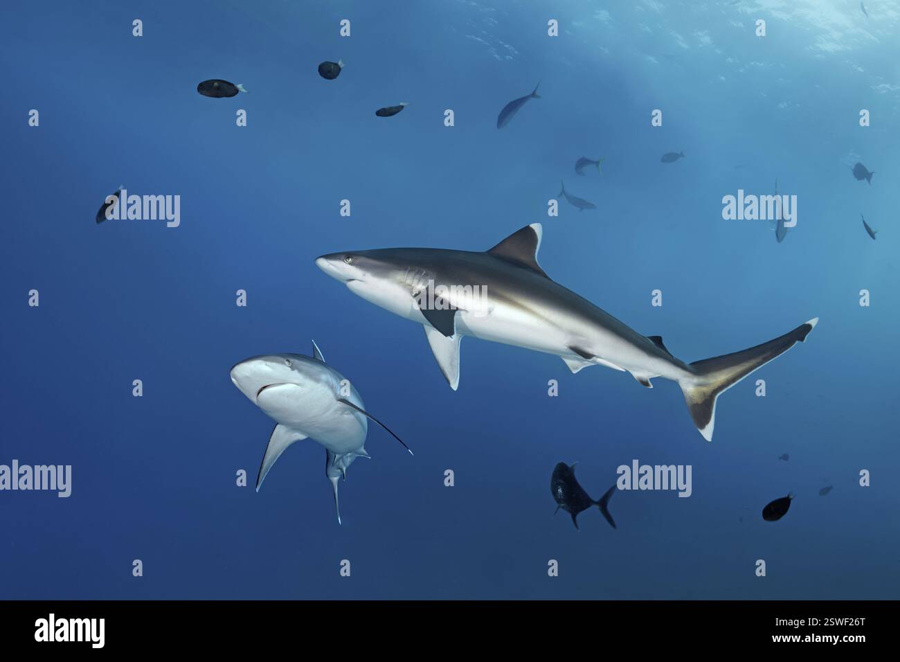 Requin Silvertip (Carcharhinus albimarginatus), en eau bleue, nageoires pectorales rabattues indiquent un comportement agressif, Grande barrière de corail, UNESCO World Banque D'Images
